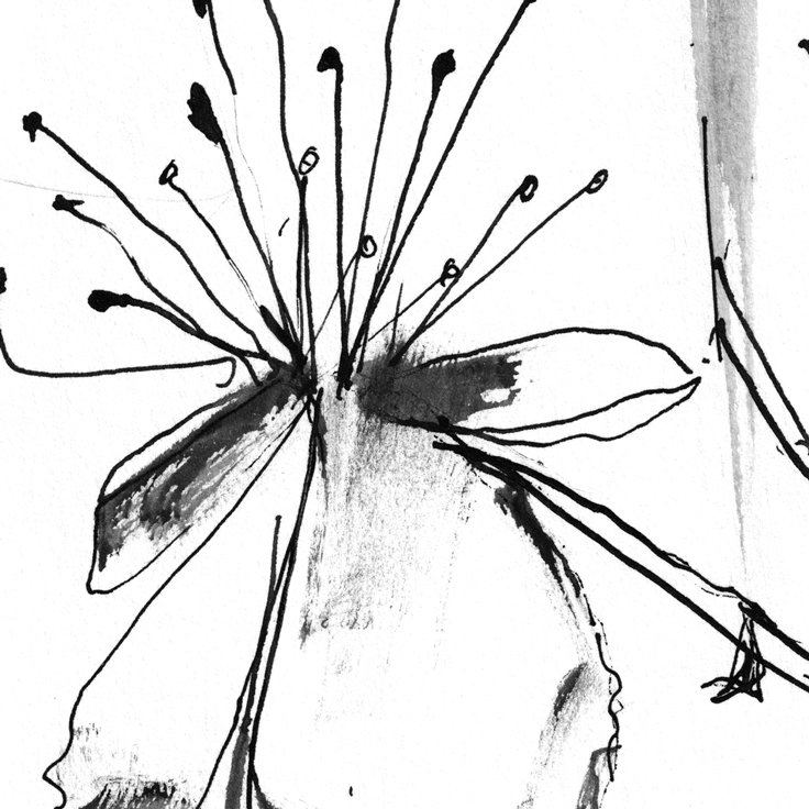 No. 0004 } St. John’s Wort