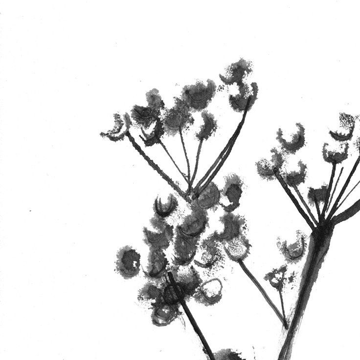 No. 0009 } Asclepias