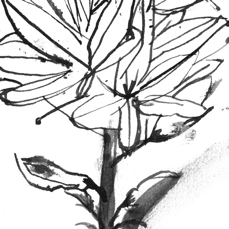 No. 0011 } Asphodelus