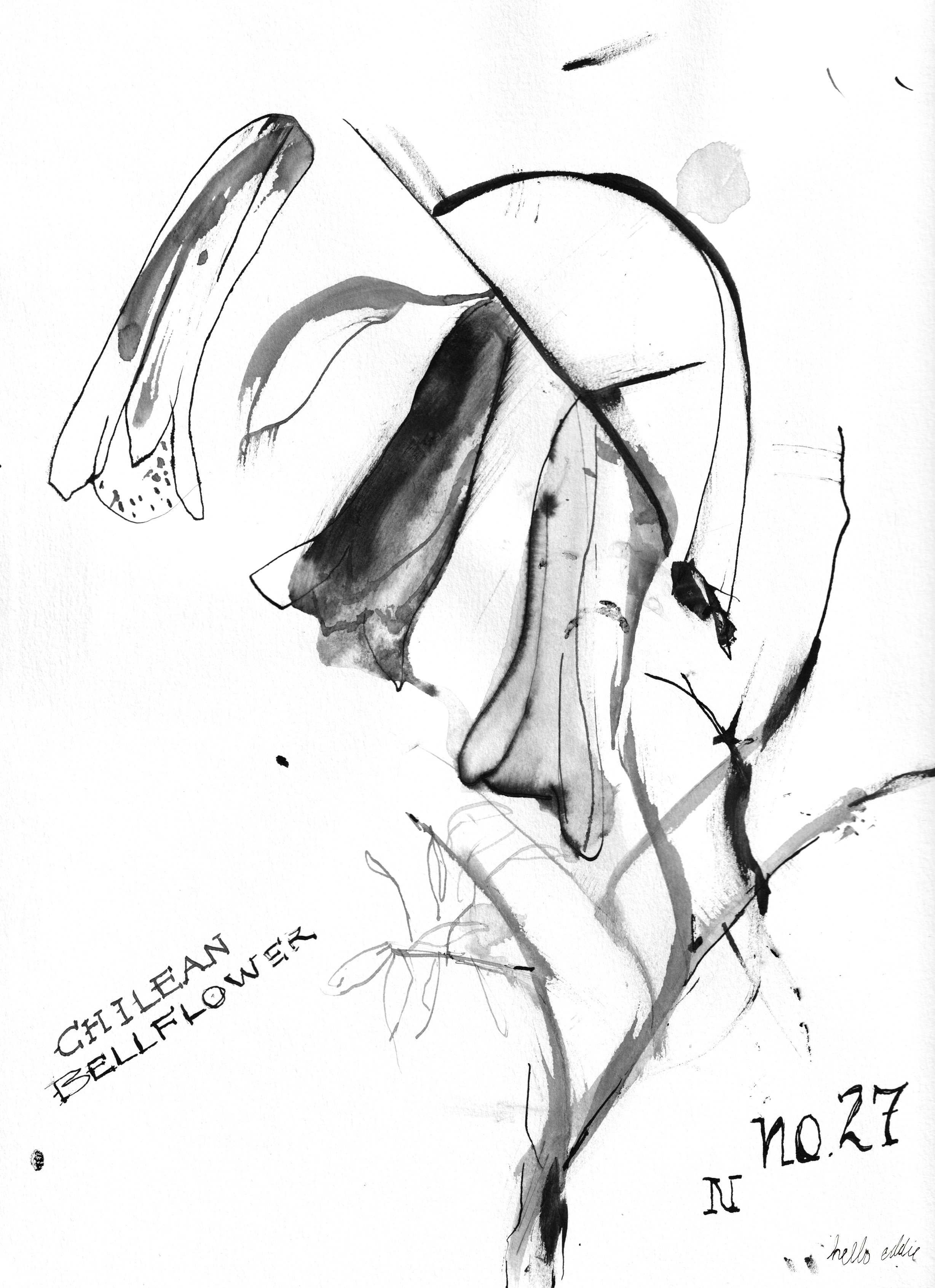 No. 0027 } Chilean Bellflower