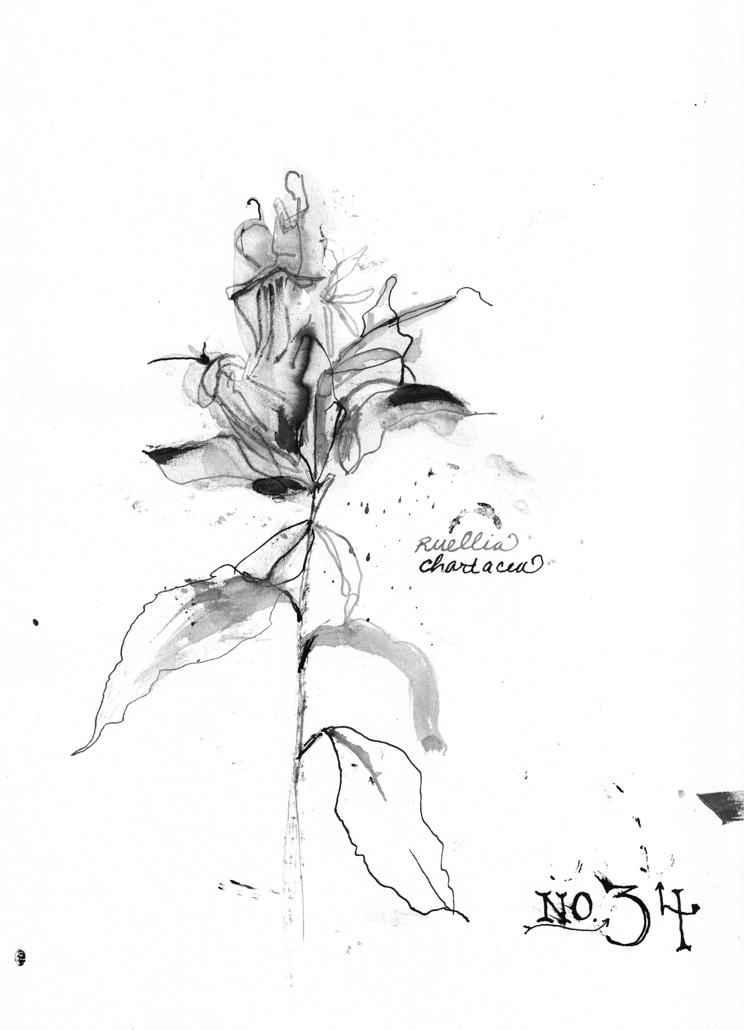 No. 0034 } Ruellia