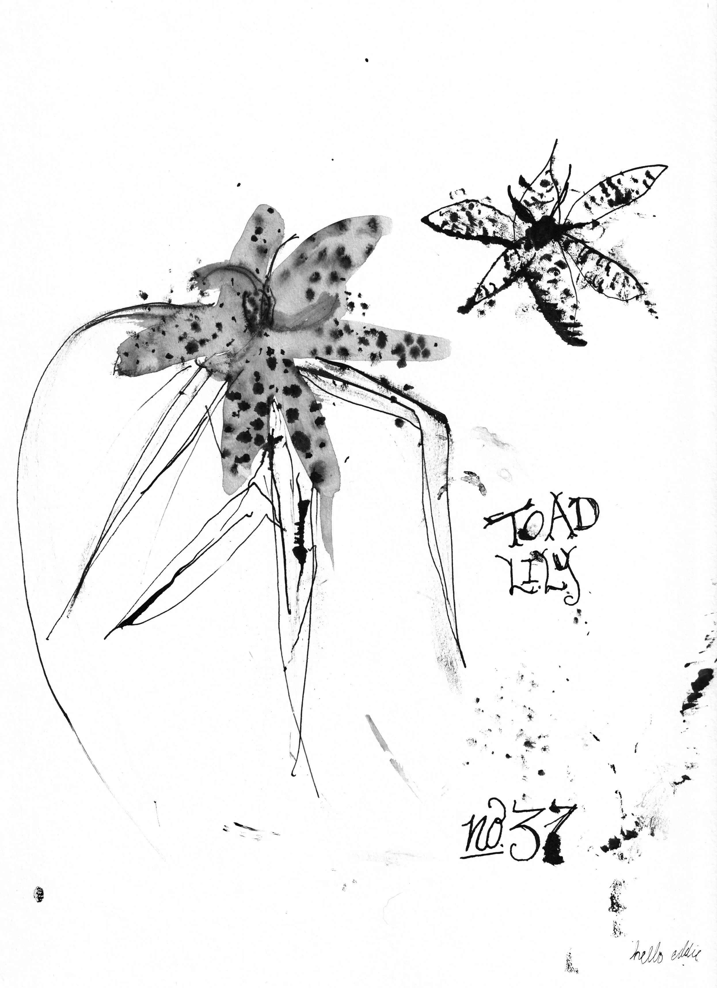 No. 0037 } Toad Lily