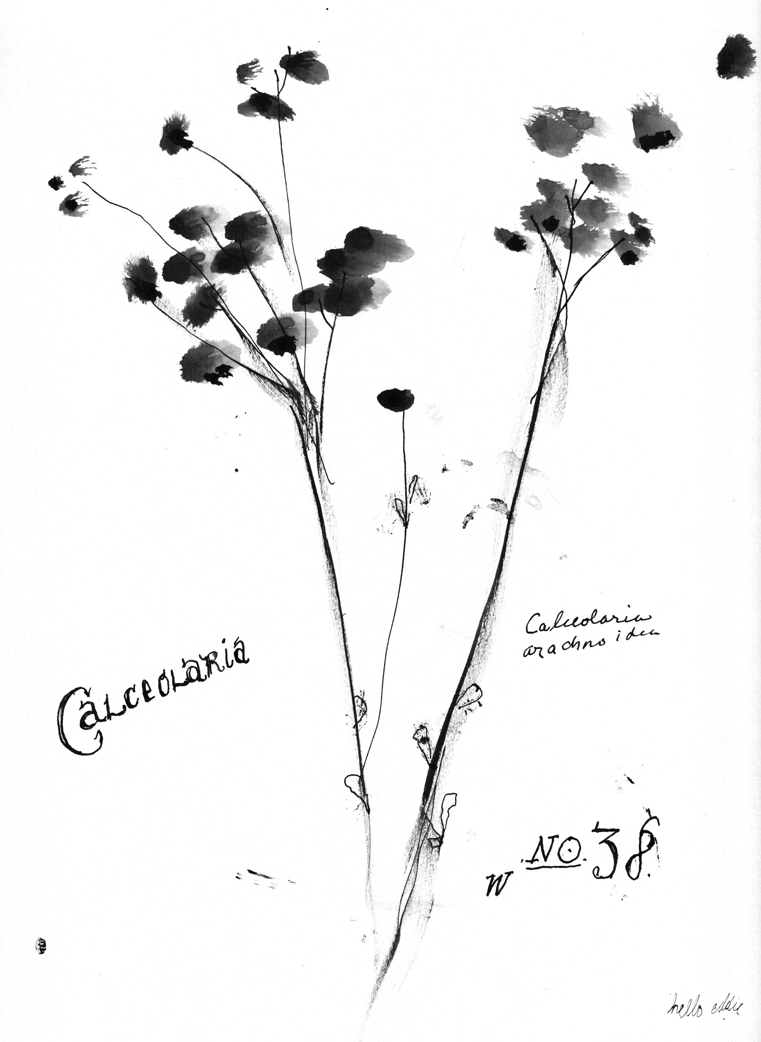 No. 0038 } Calceolaria