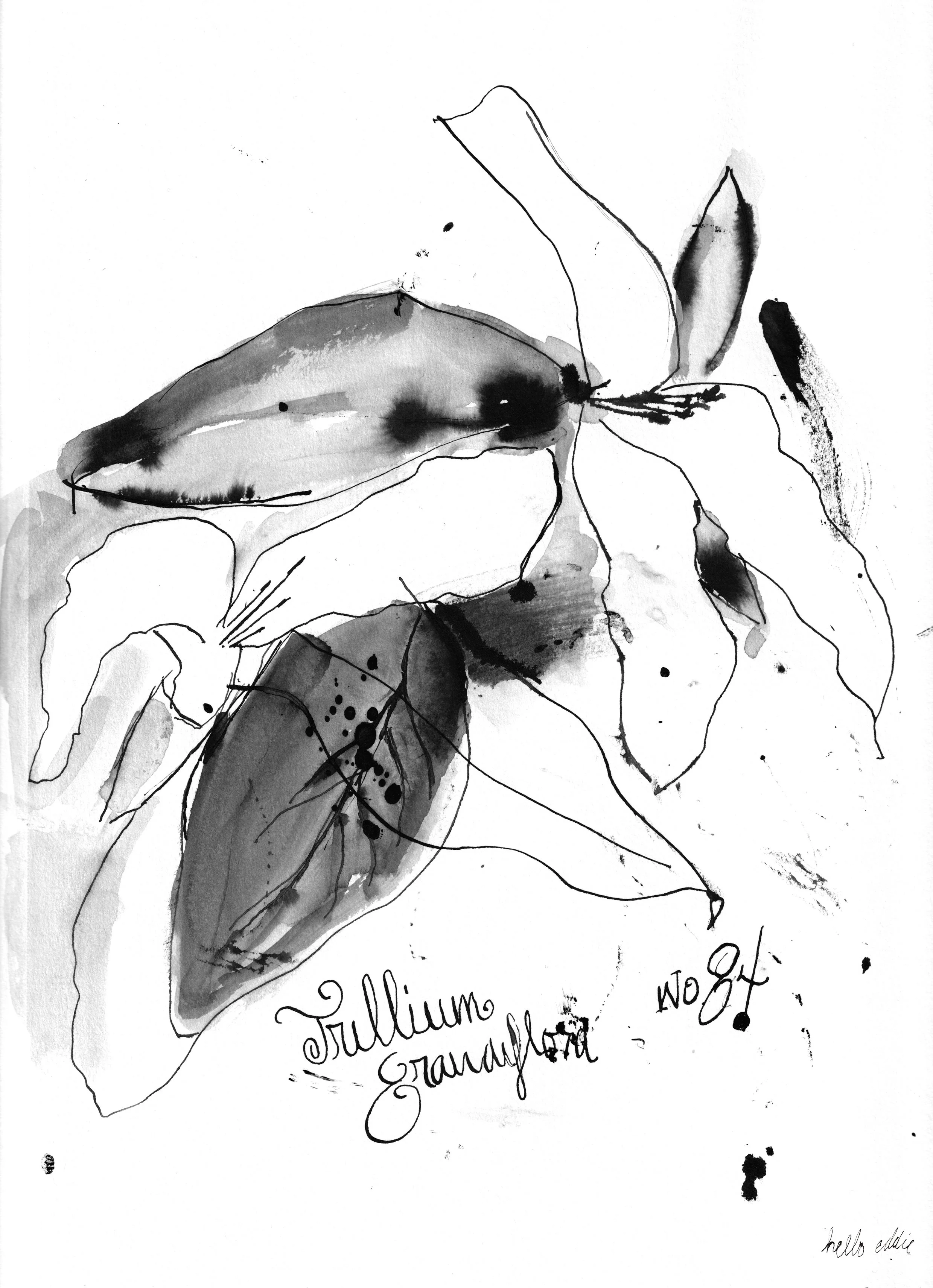 No. 0084 } Trillium Grandiflora