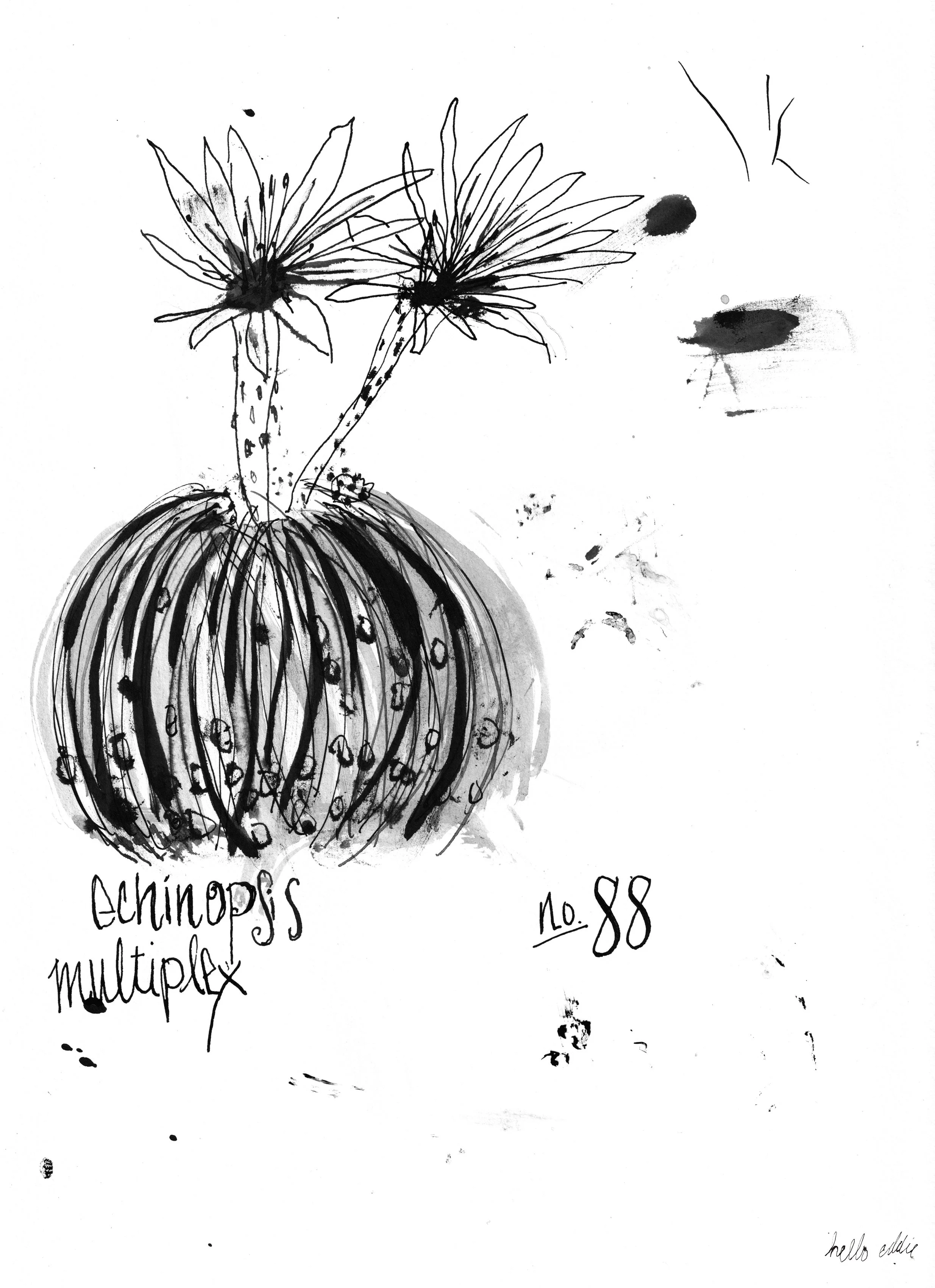 No. 0088 } Echinopsis Multiplex