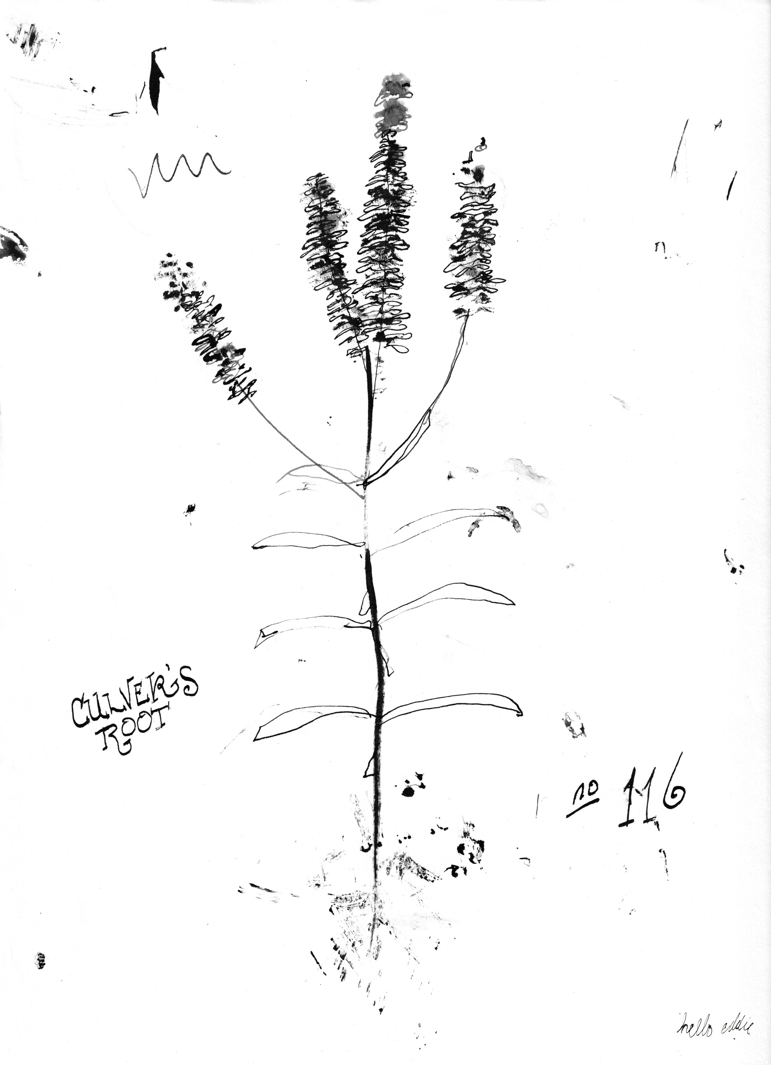 No. 0116 } Culver’s Root