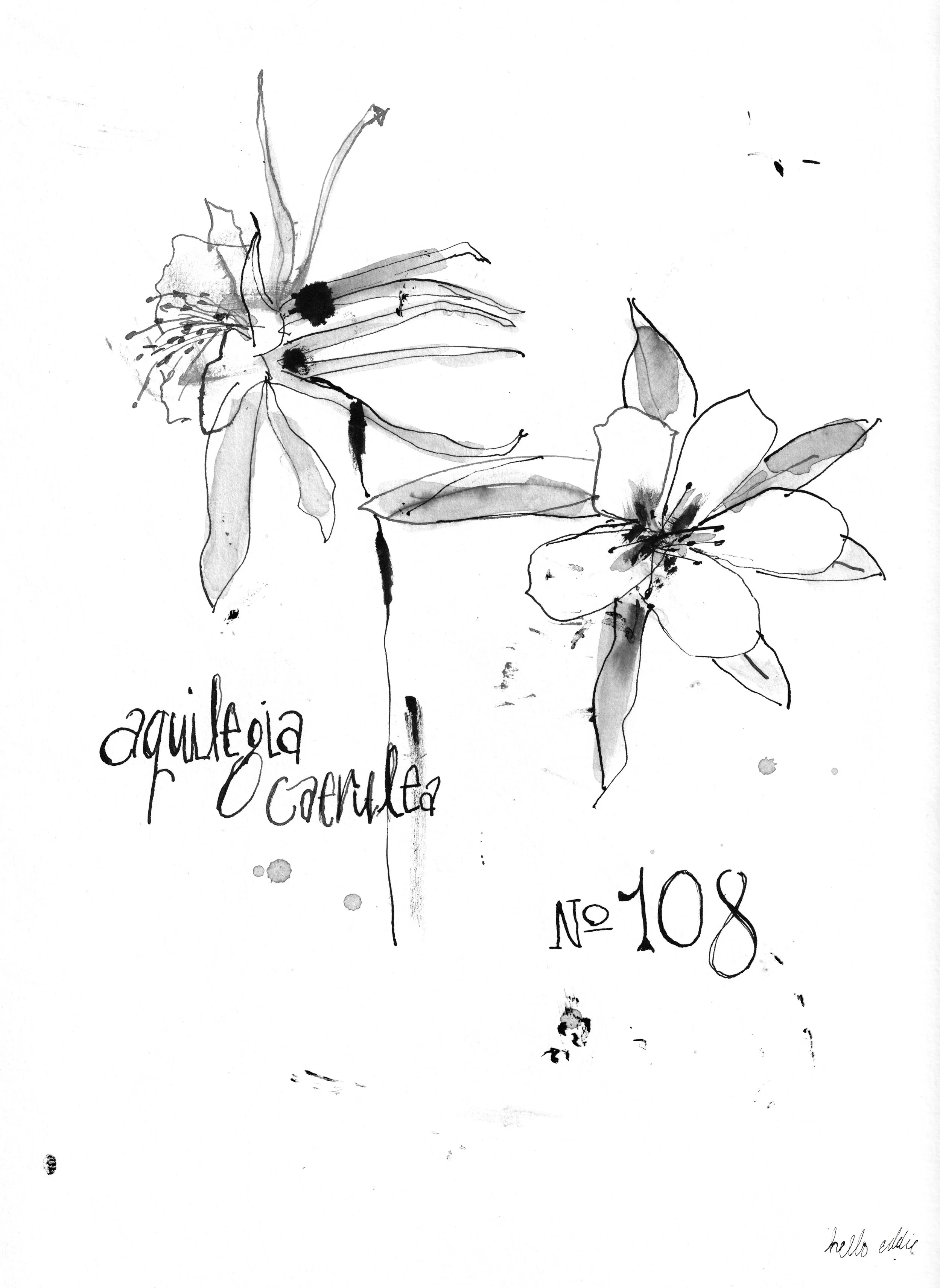No. 0108 } Aquilegia Caerulea