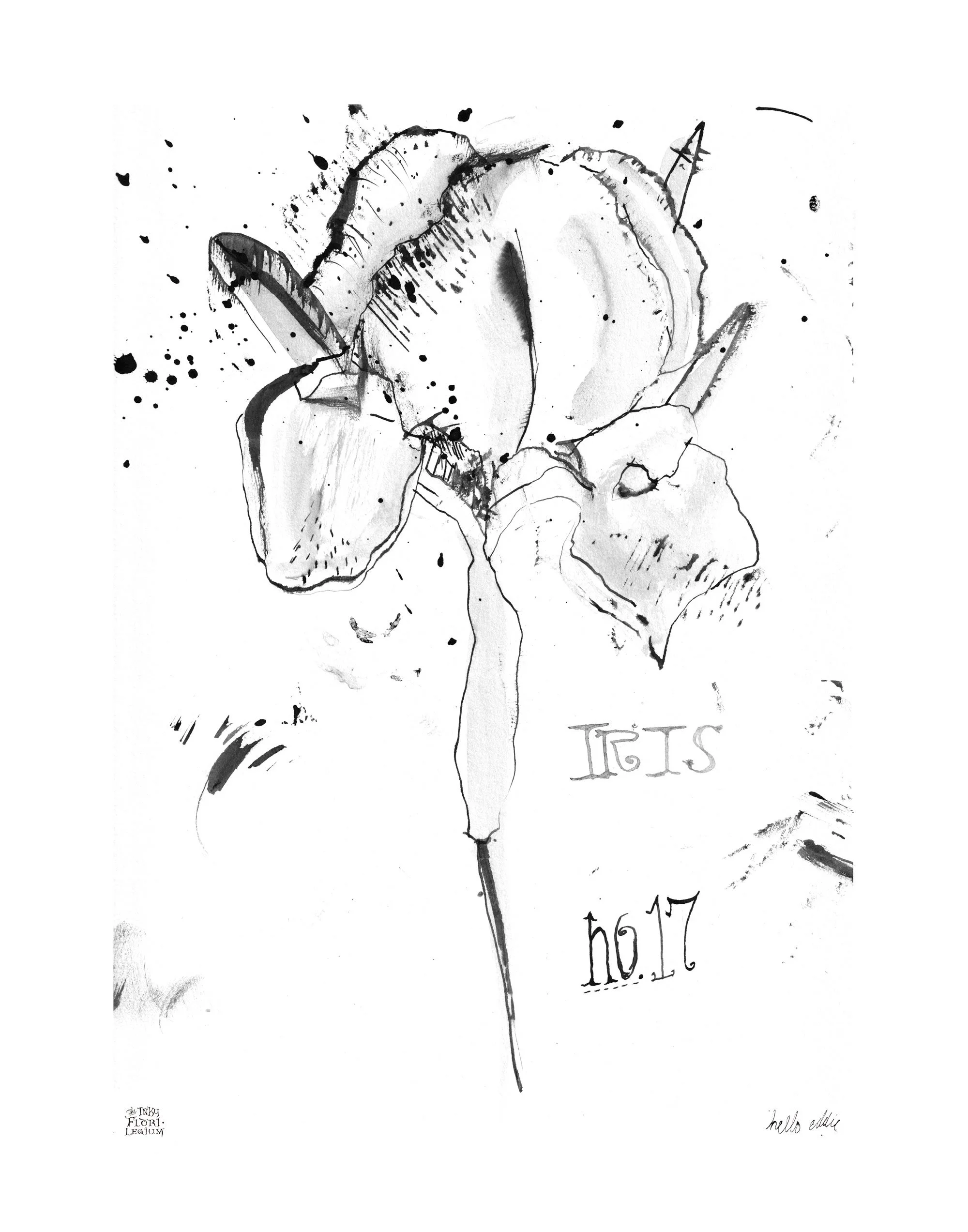 Iris Botanical Art Black and White Digital Download 11x14 Number 17