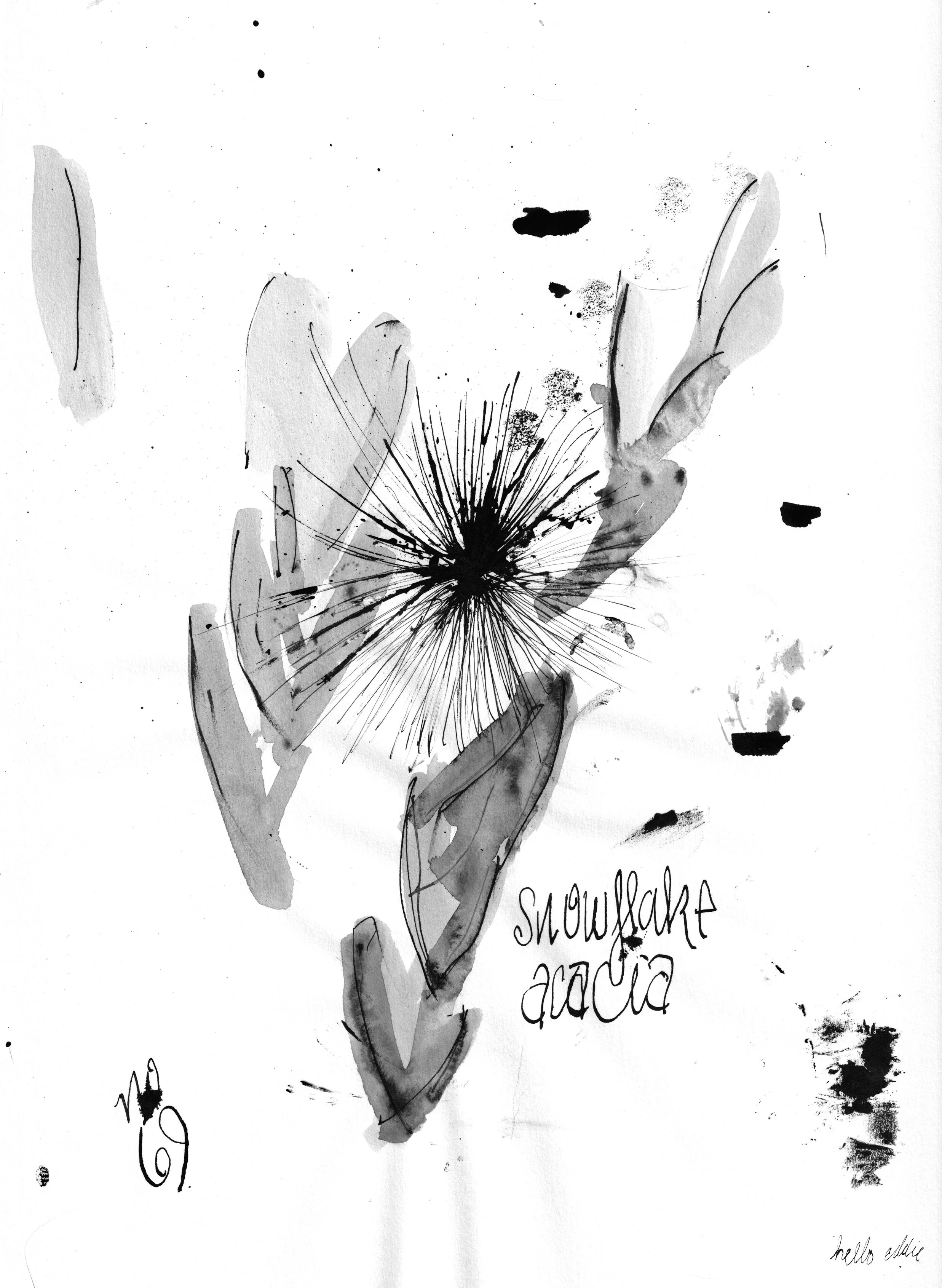 No. 0069 } Snowflake Acacia