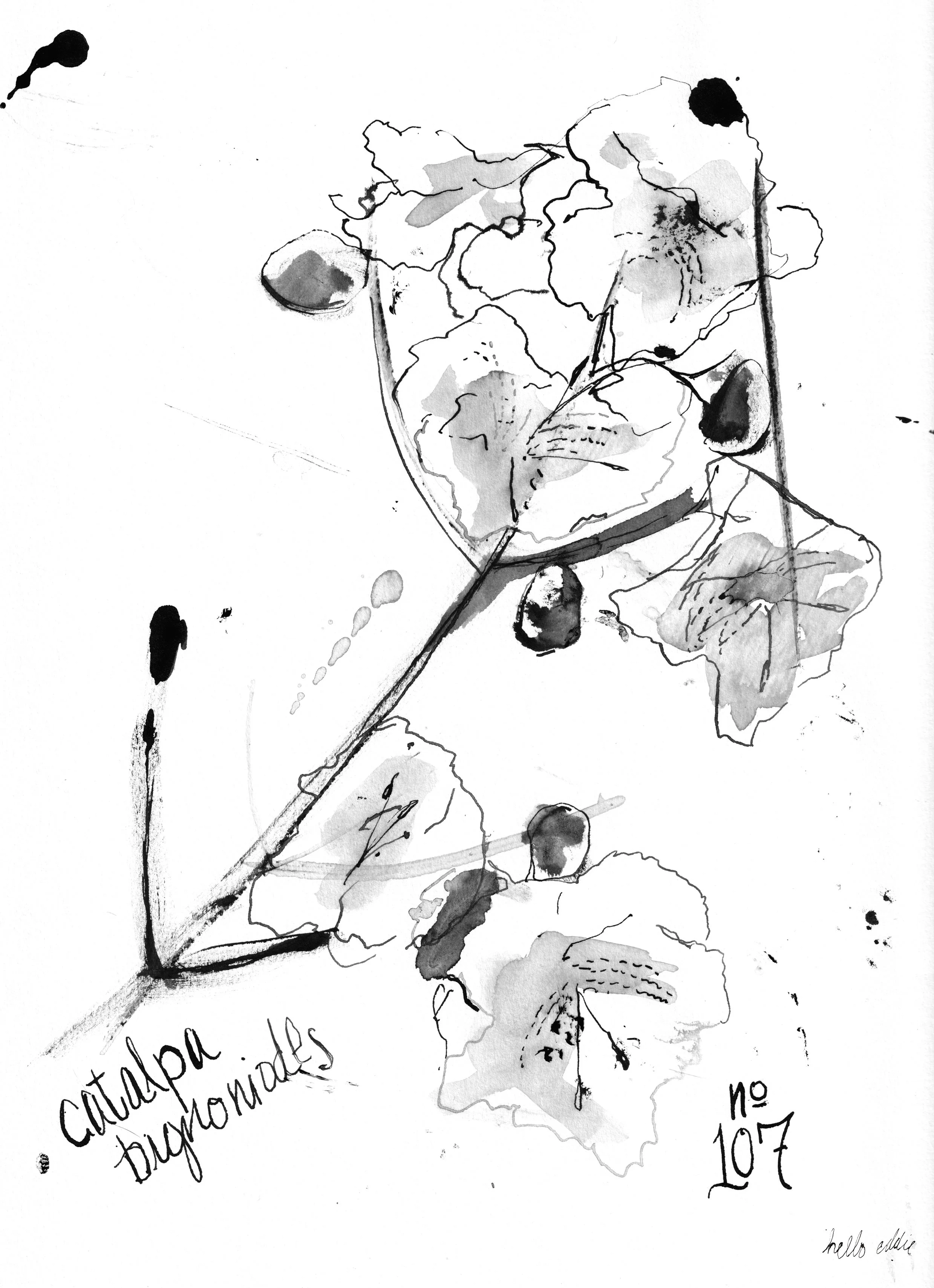 No. 0107 } Catalpa Bigononiodes
