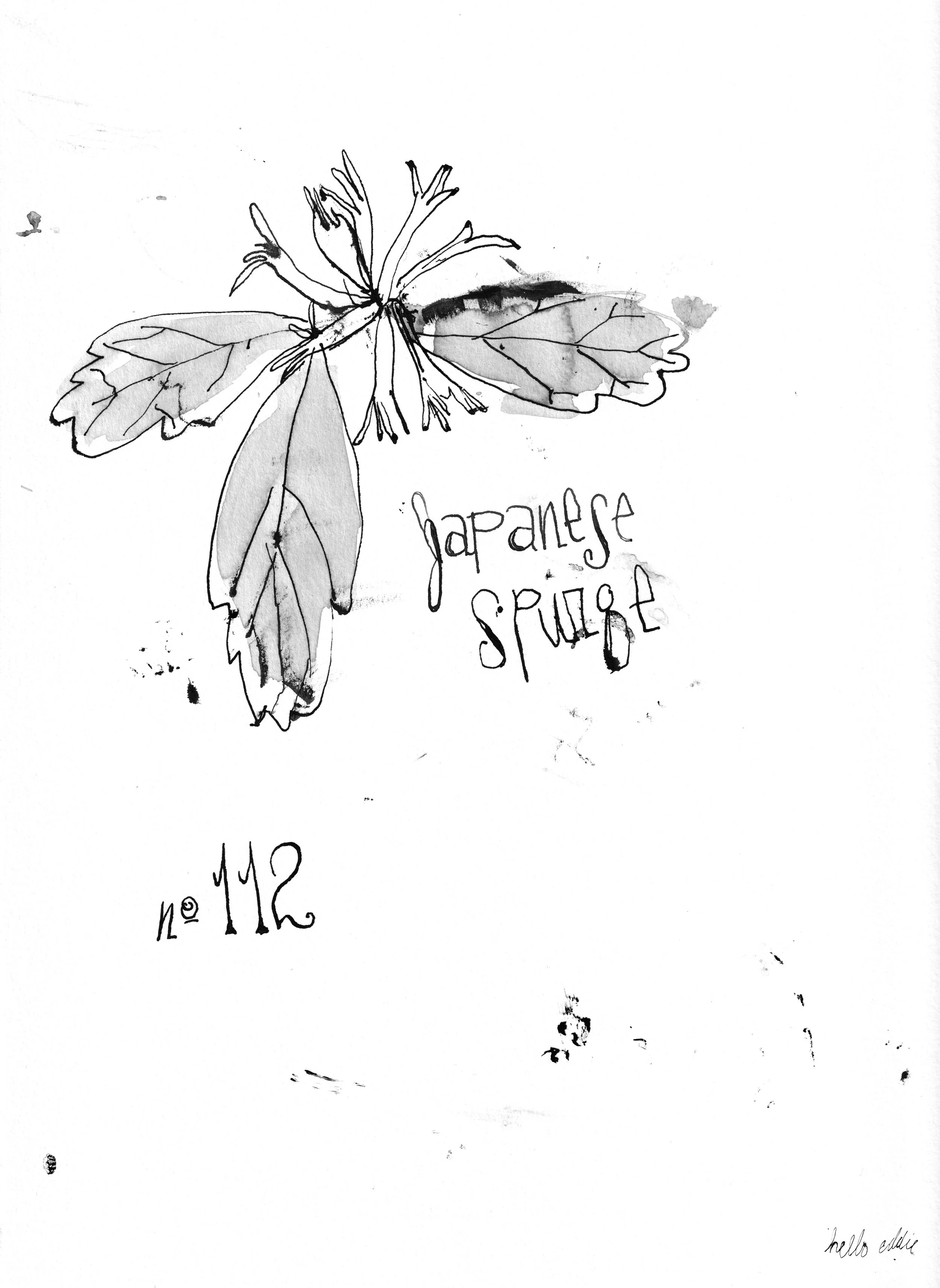 No. 0112 } Japanese Spurge