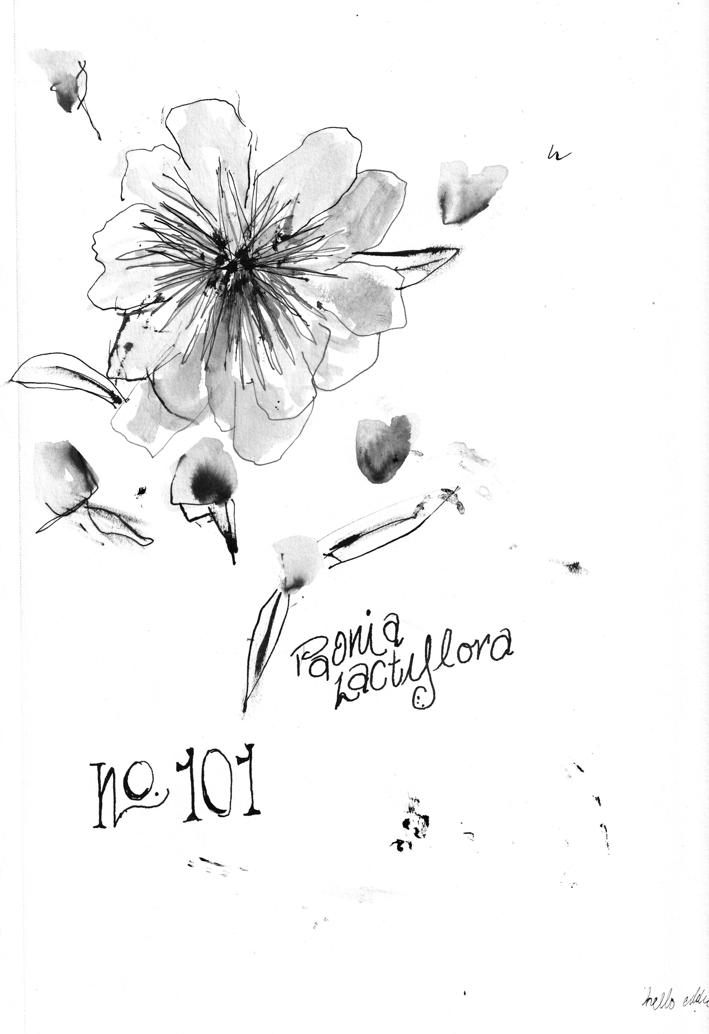 No. 0101 } Paonia Lactiflora