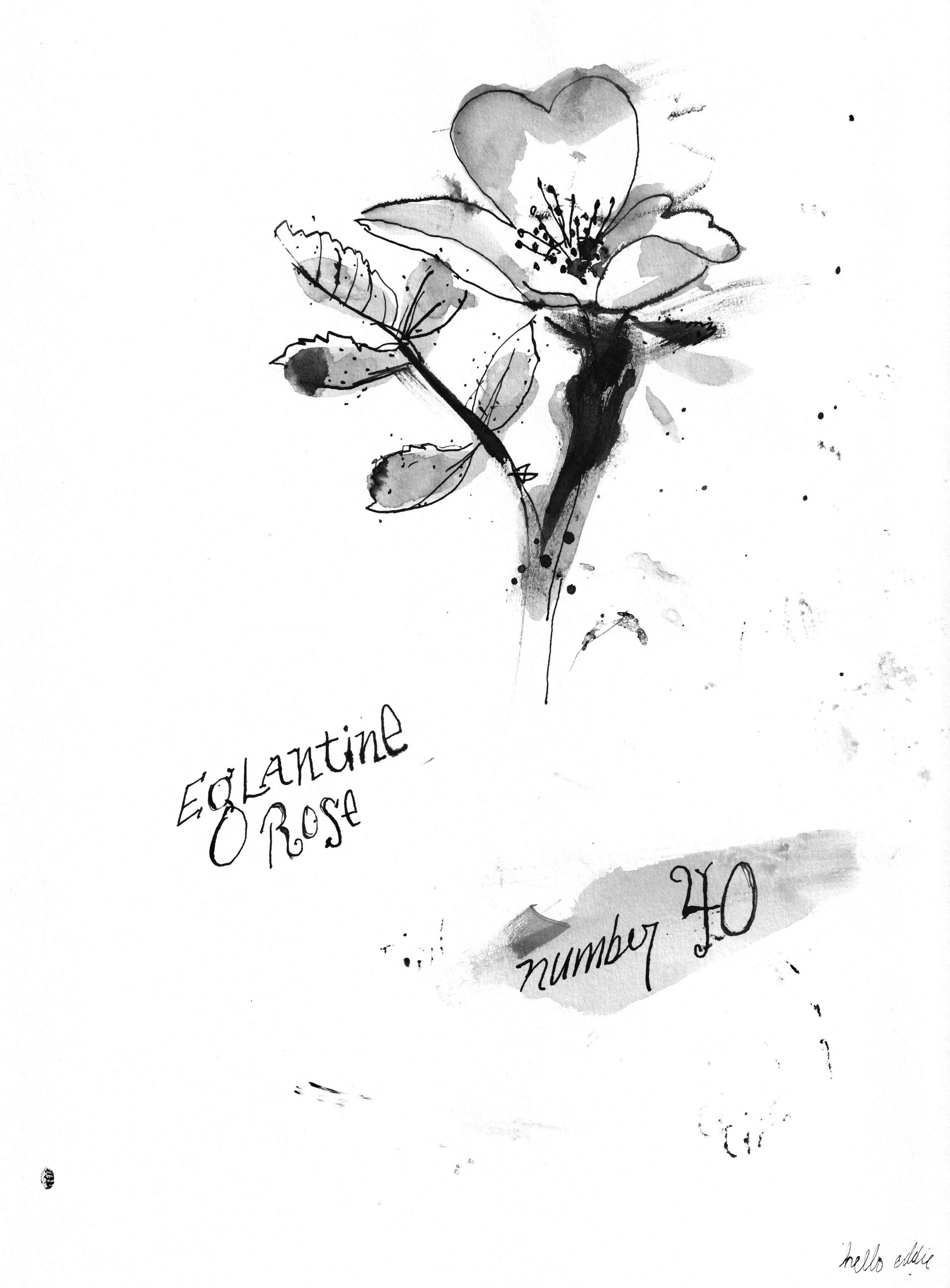 No. 0040 } Eglantine Rose