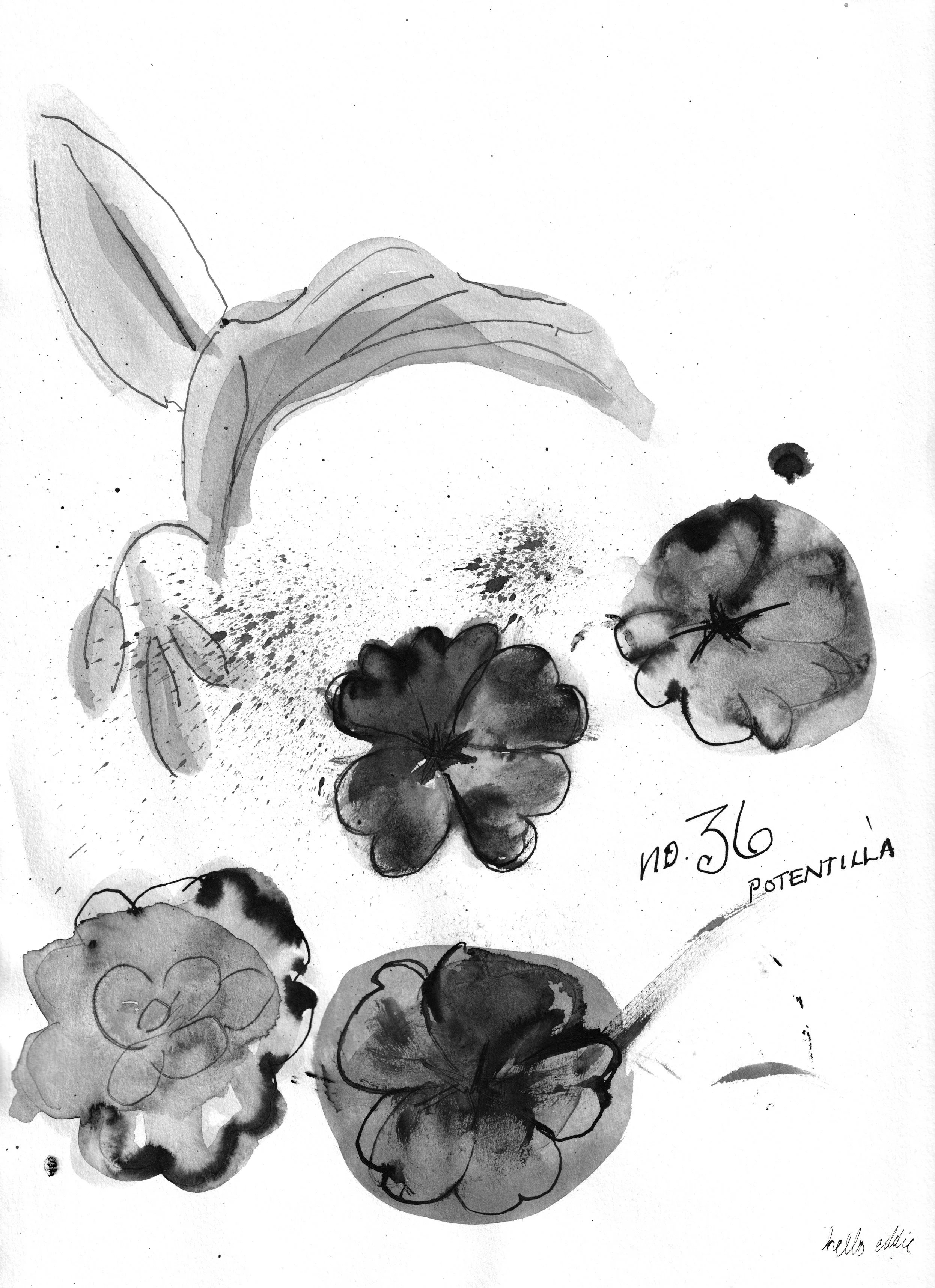 No. 0036 } Potentilla