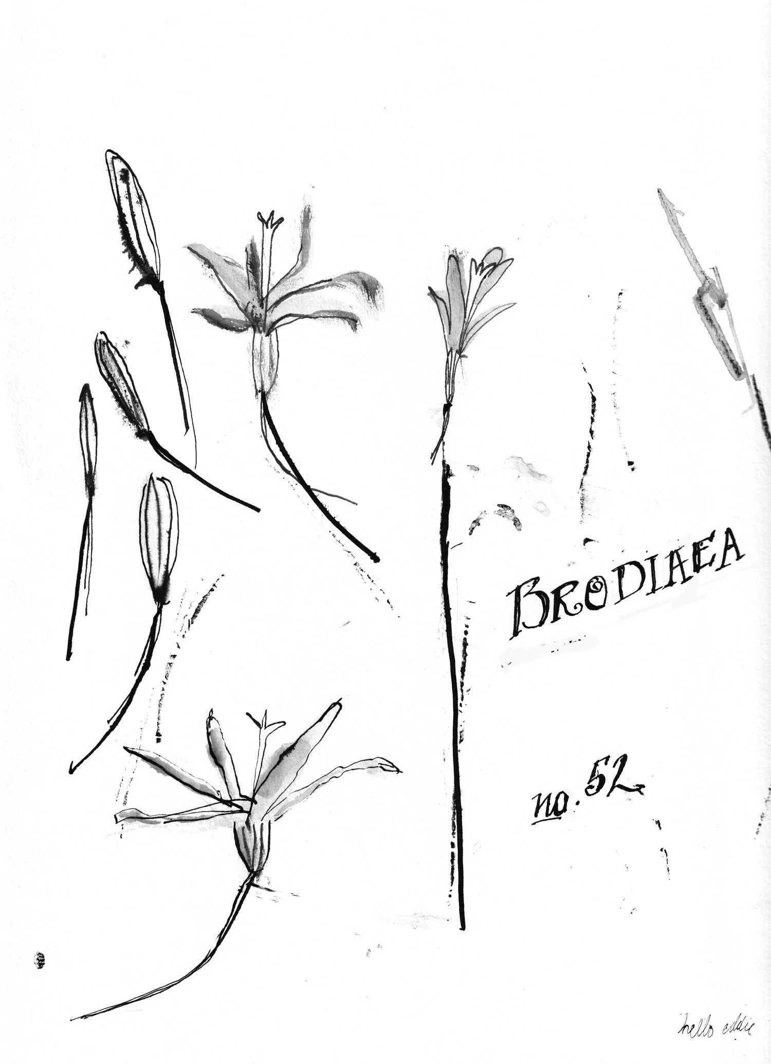 No. 0052 } Brodiaea