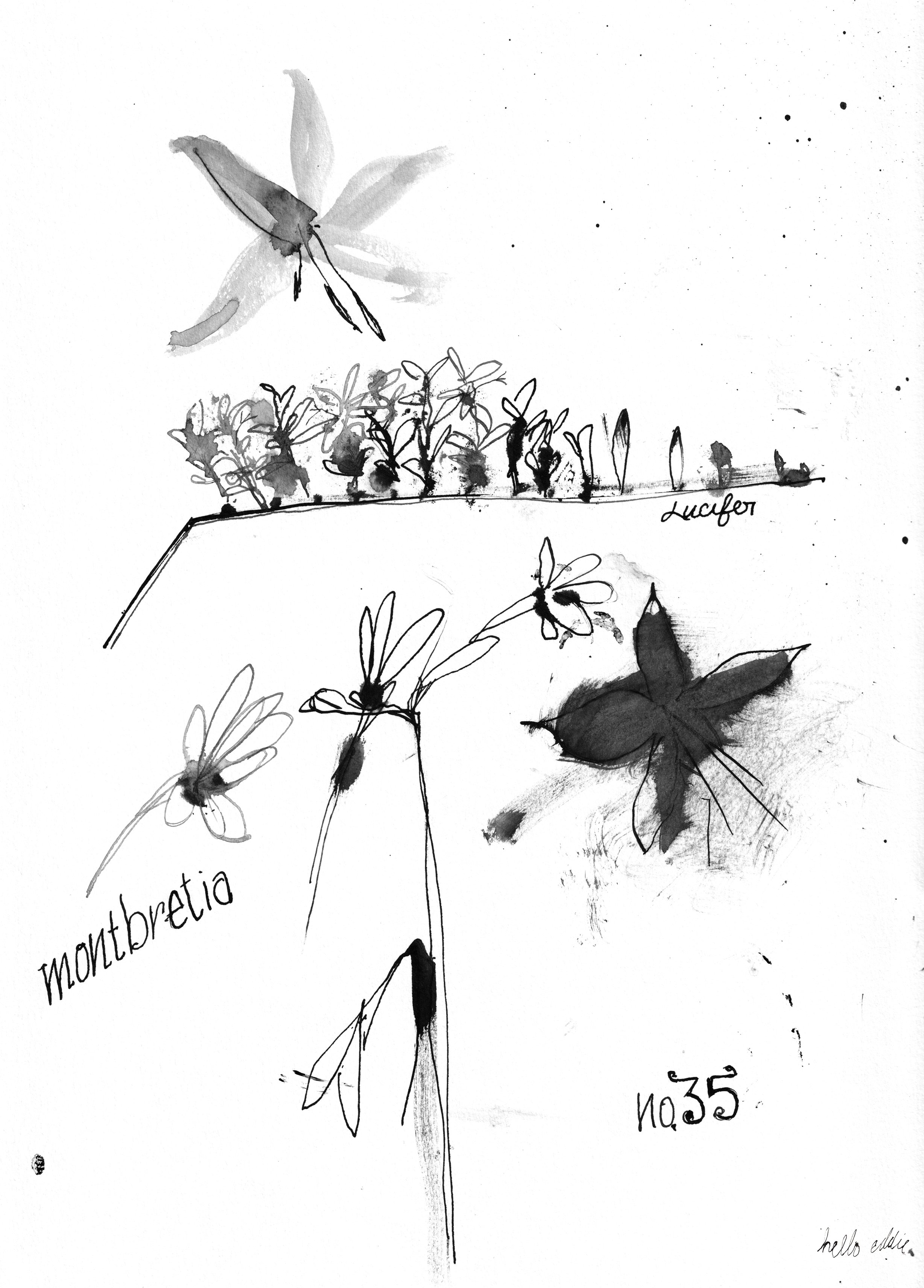 No. 0035 } Montbretia