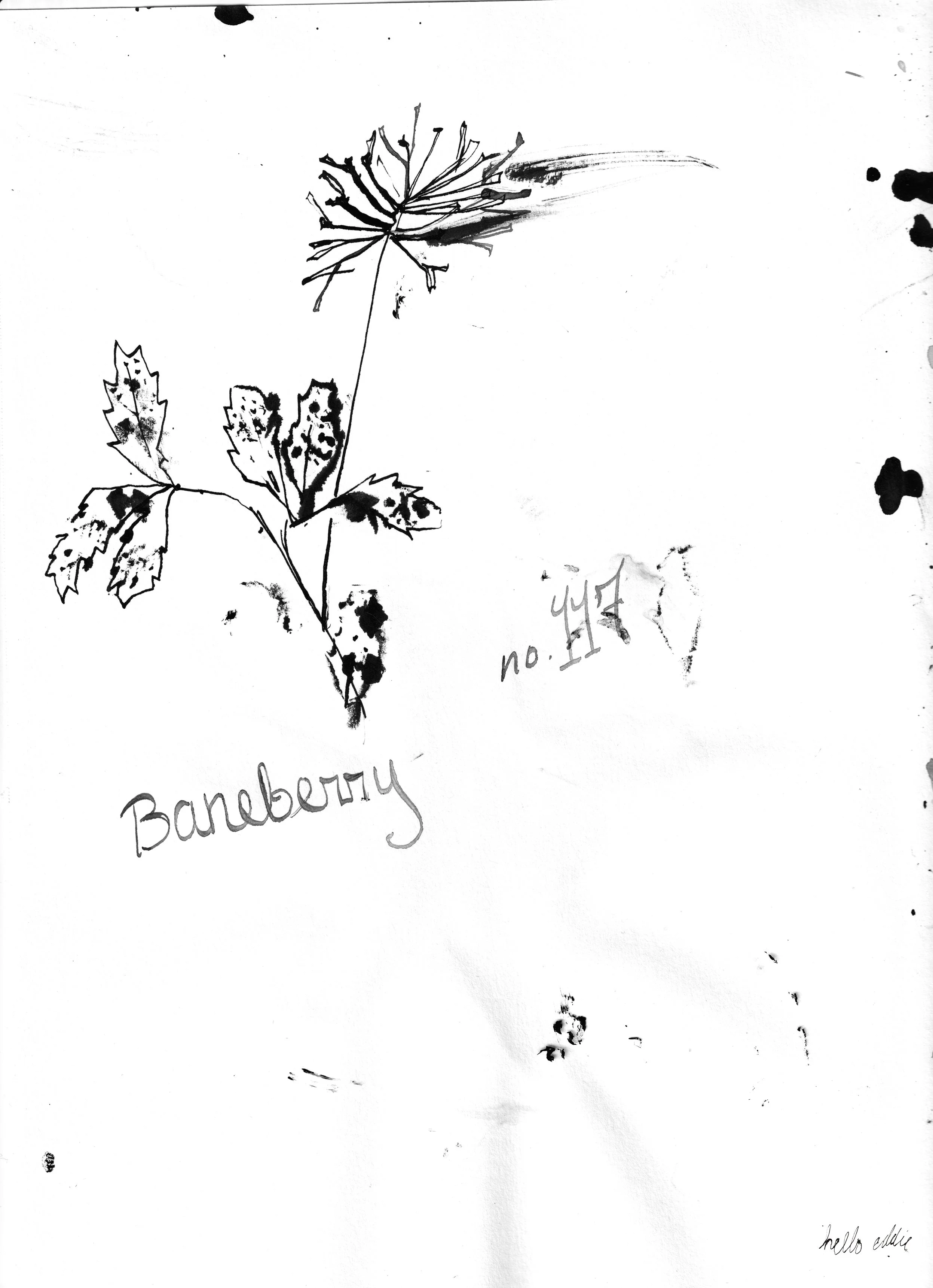 No. 0117 } Baneberry