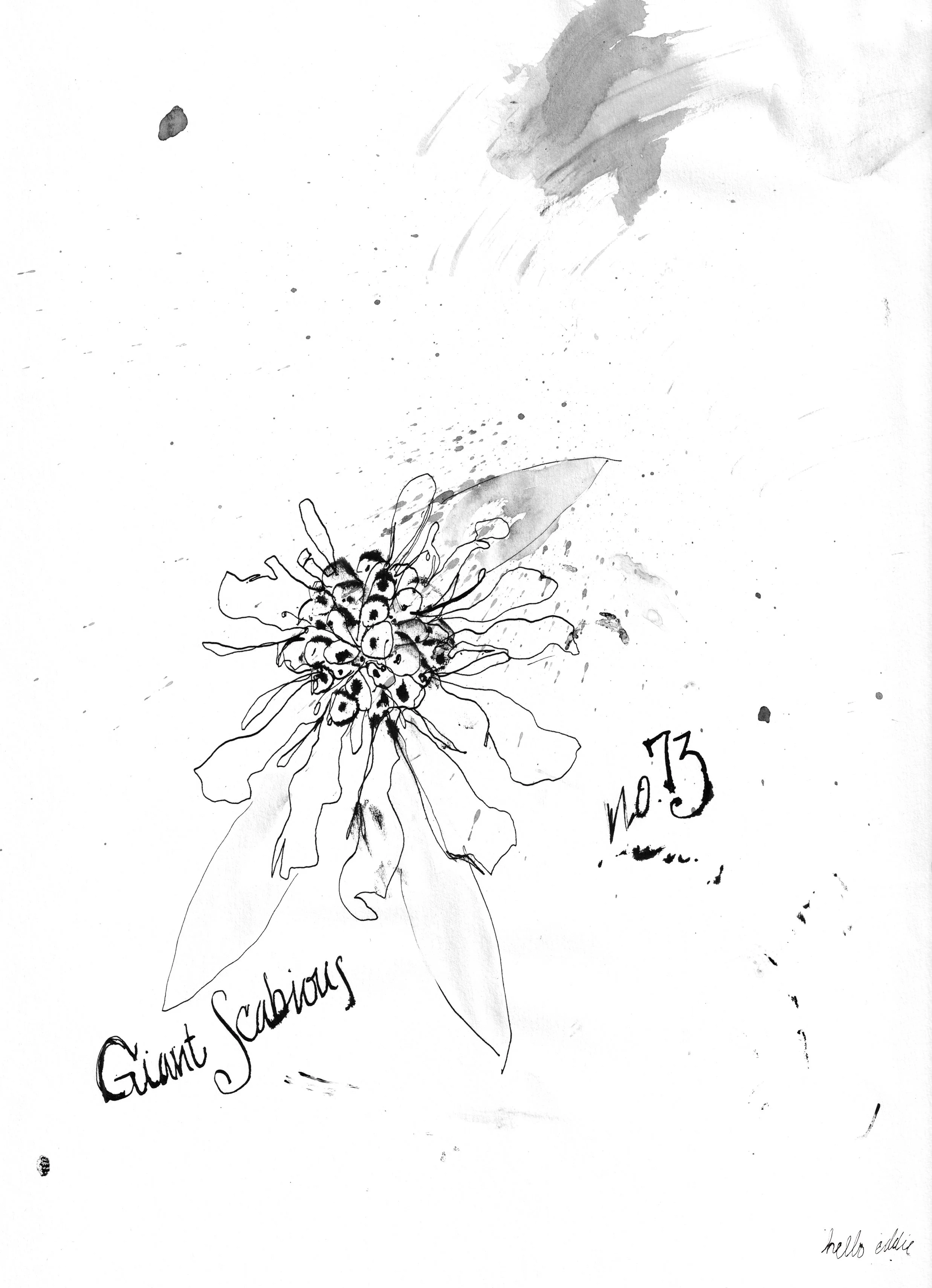 No. 0073 } Giant Scabious