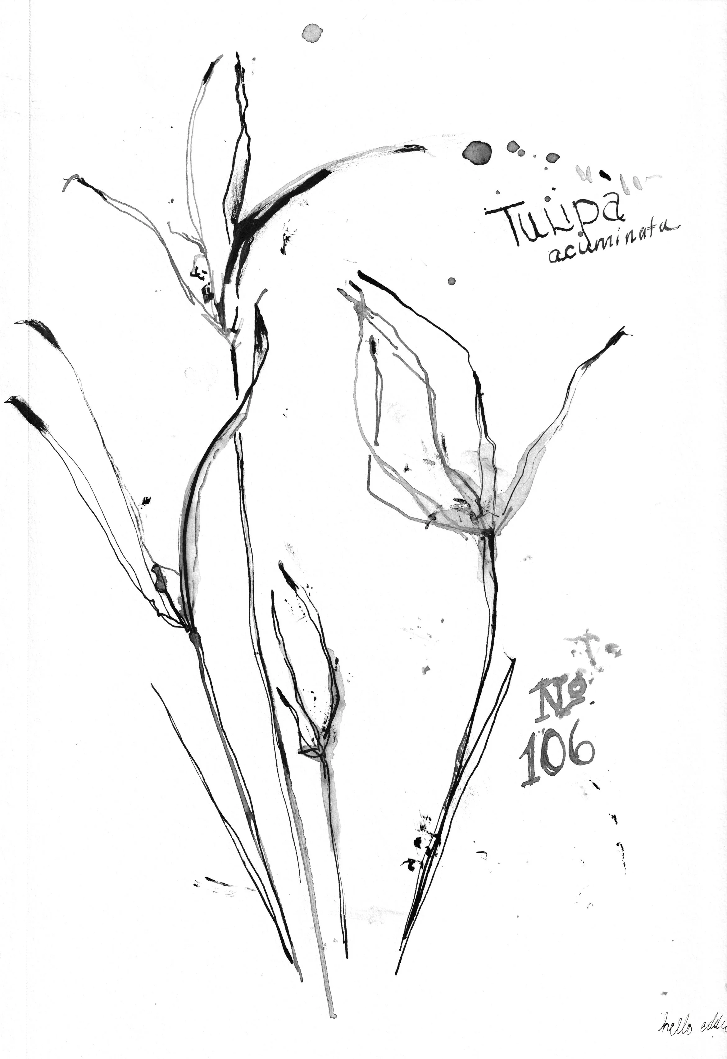No. 0106 } Tulipa Acuminata
