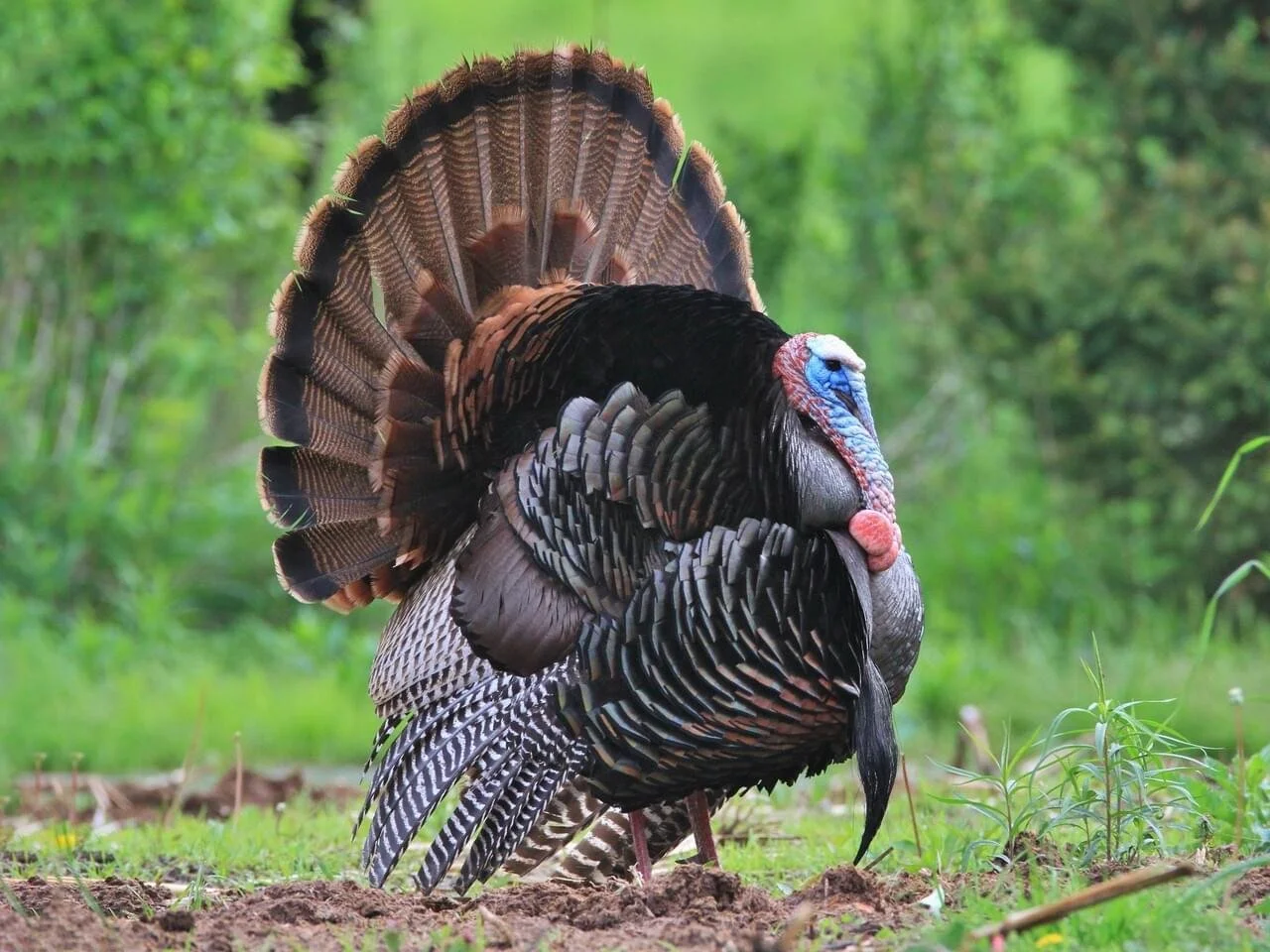 Thanksgiving!