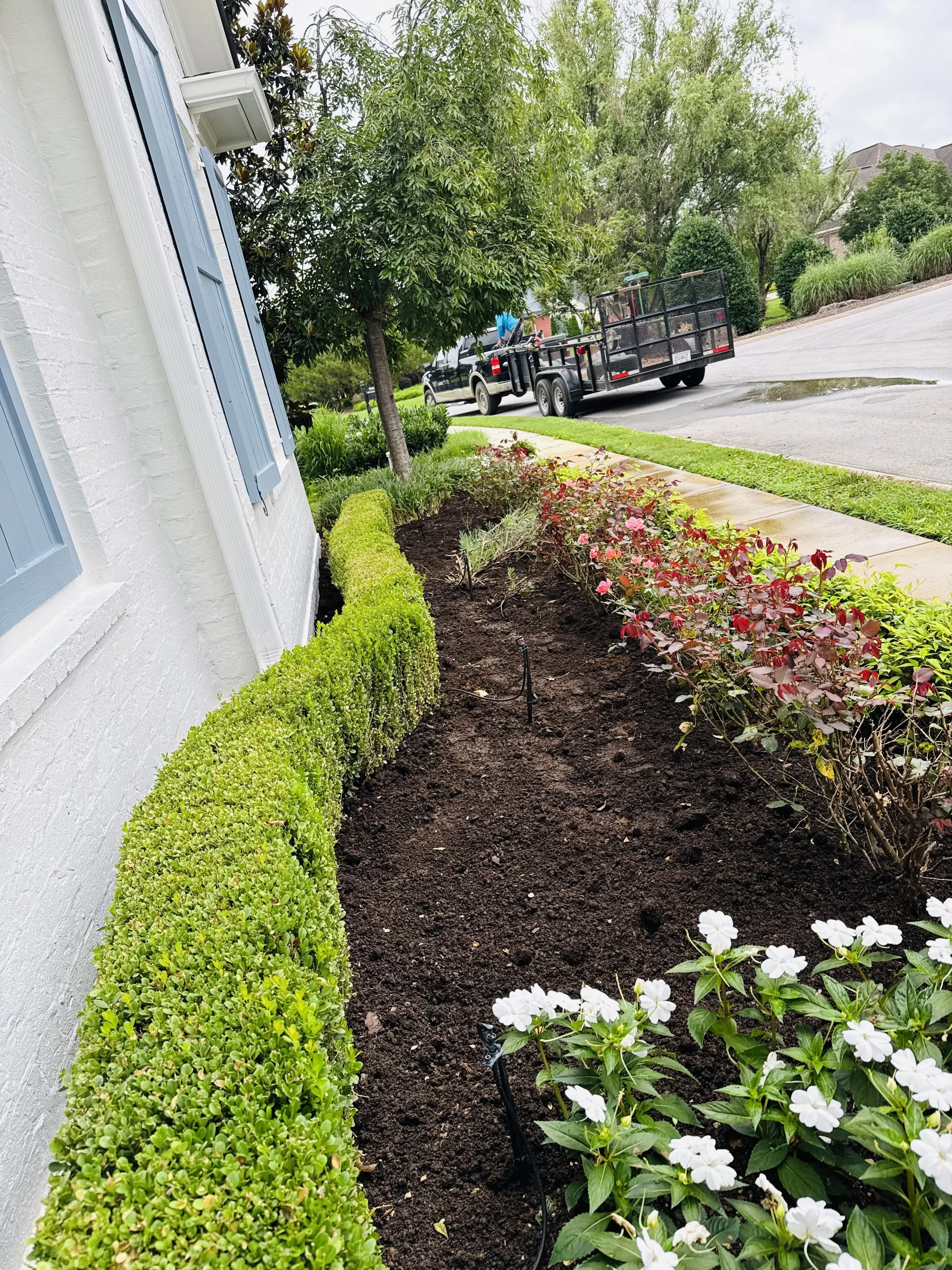 Fresh flower bed installation with trimmed hedges and colorful seasonal plants.