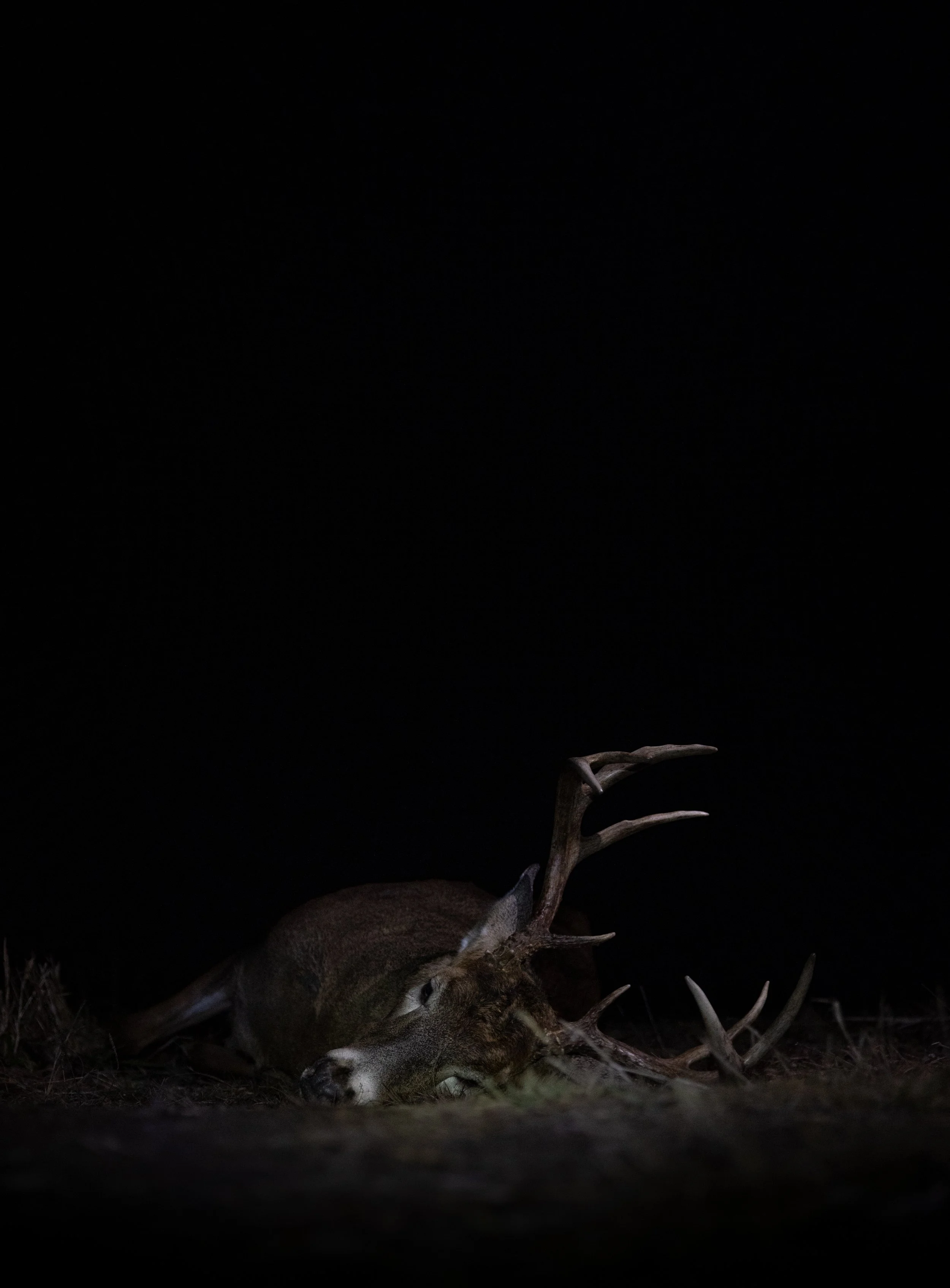 rifle buck -2.jpg