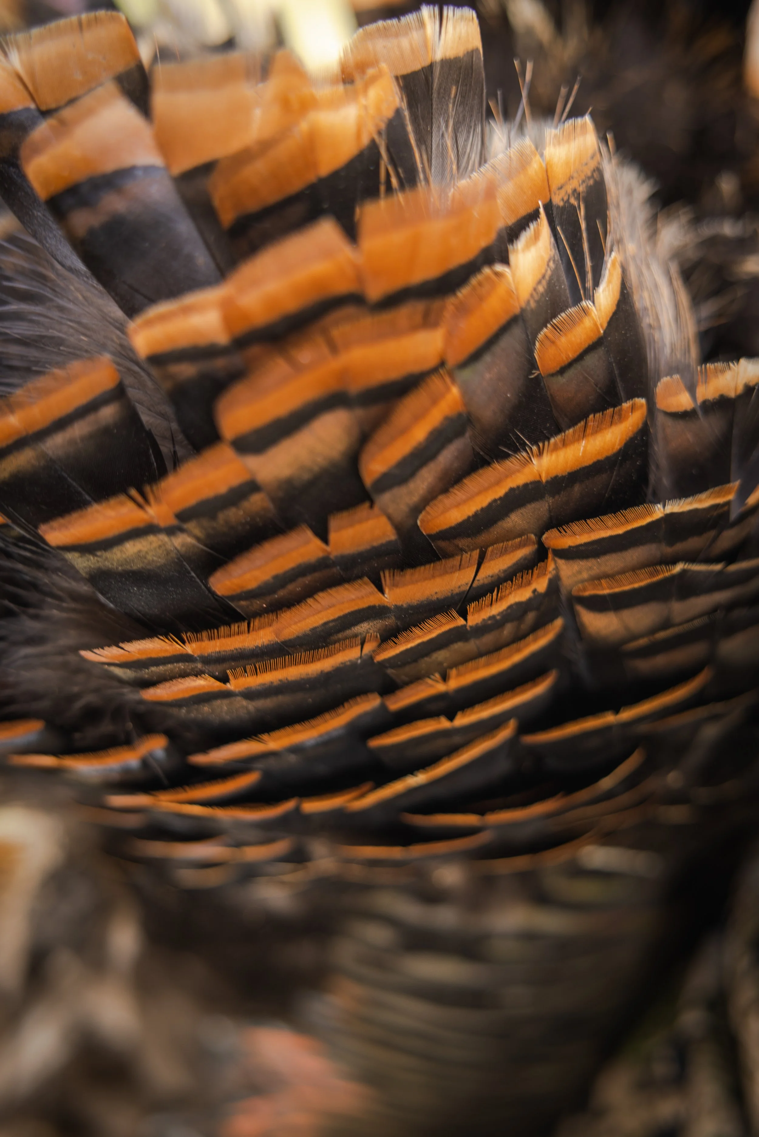 Sams 2022 turkey-13.jpg