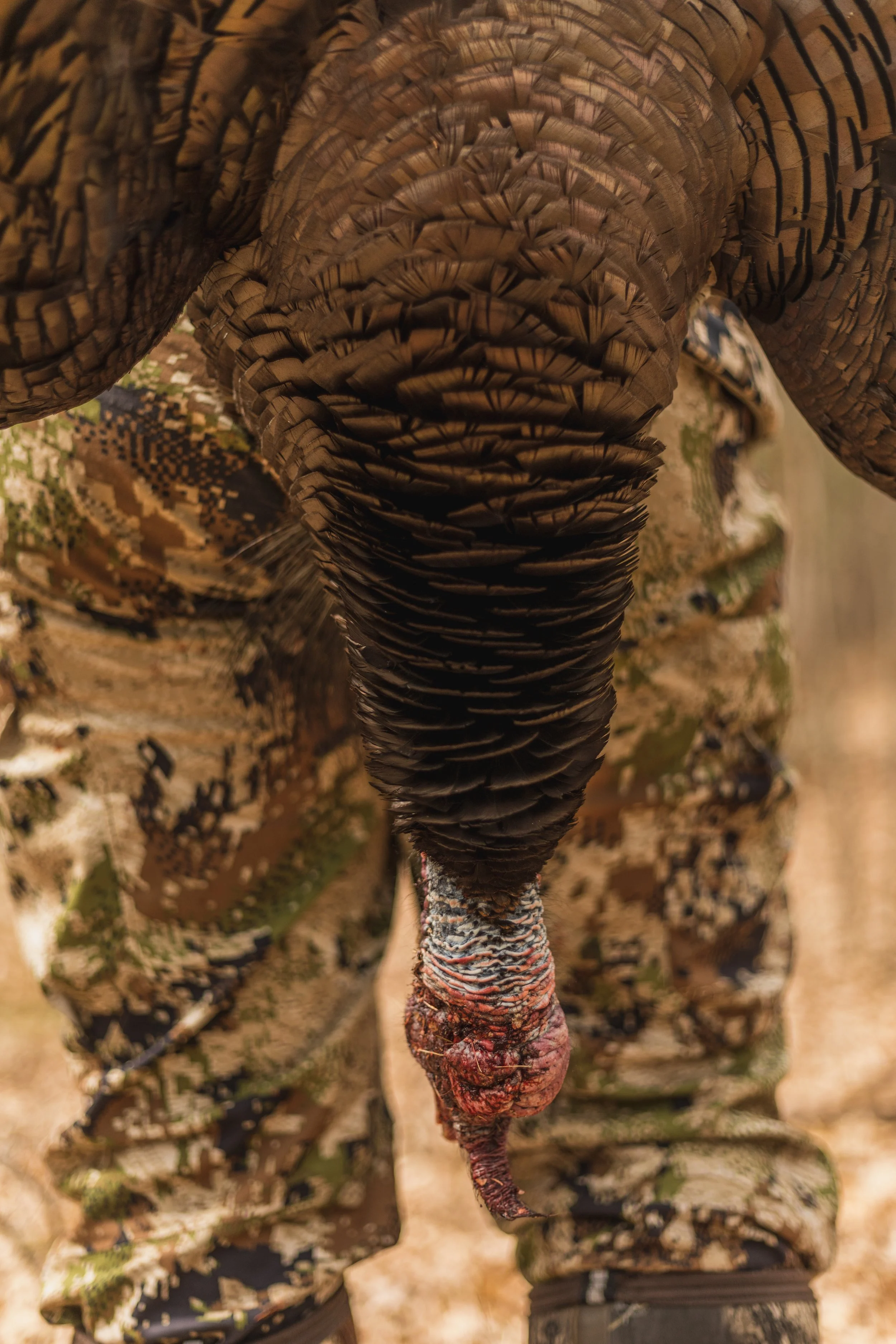 Turkey Hunting April 18th-16.jpg