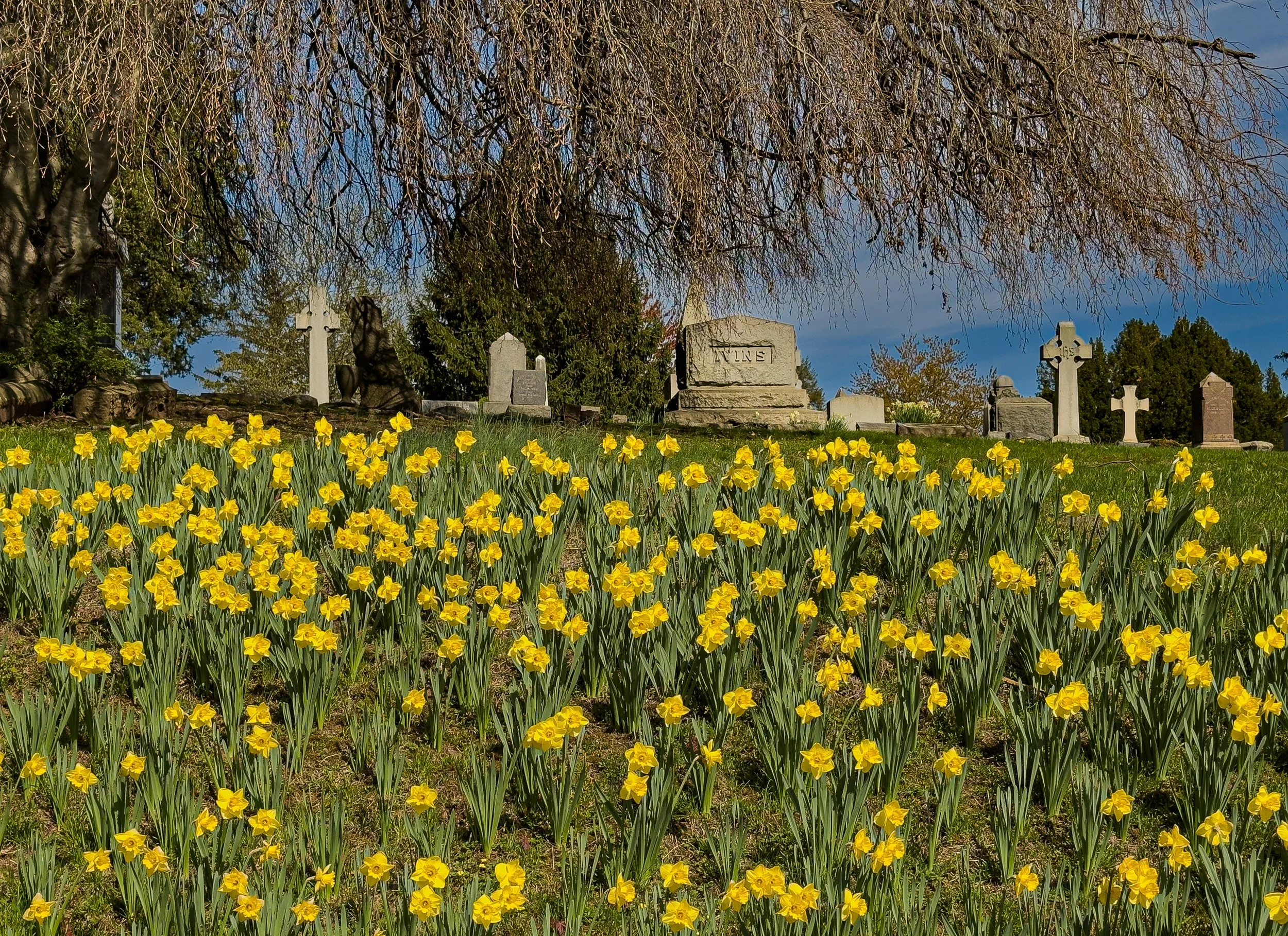 Greg_Haworth_Daffodils that Cemetary-9063.jpg