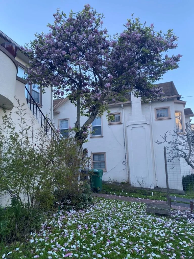 Magnolia flower tree on the corner of two houses