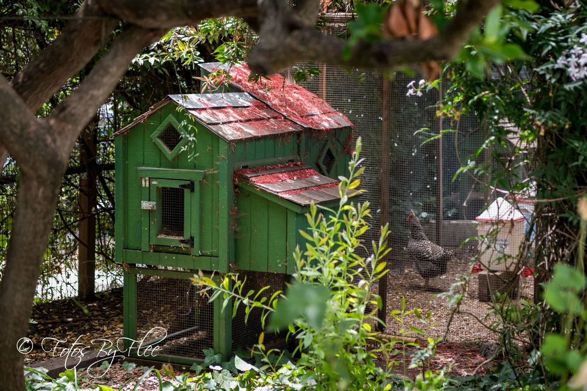 Green-painted chicken coop in a garden
