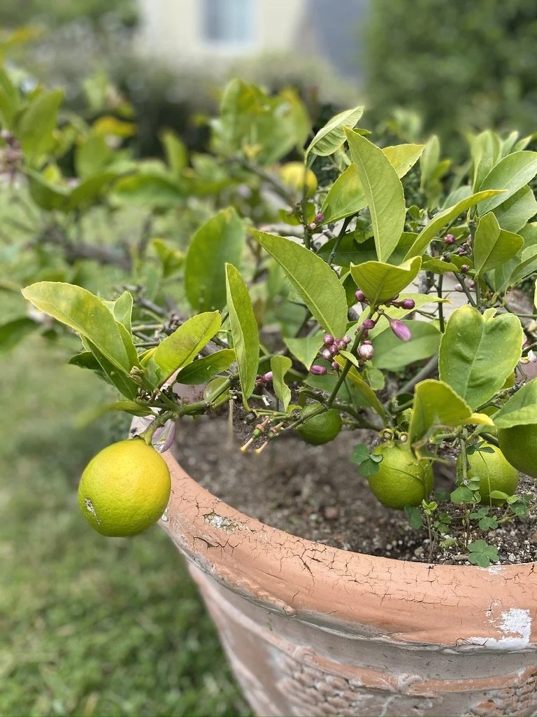 Baby lime tree in a terra cotta pot