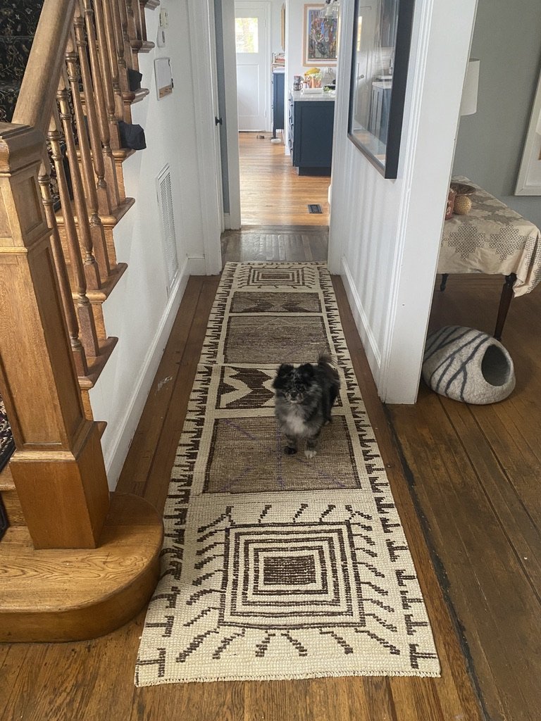 Black and white little dog in a hallway, standing on a long brown and tan rug