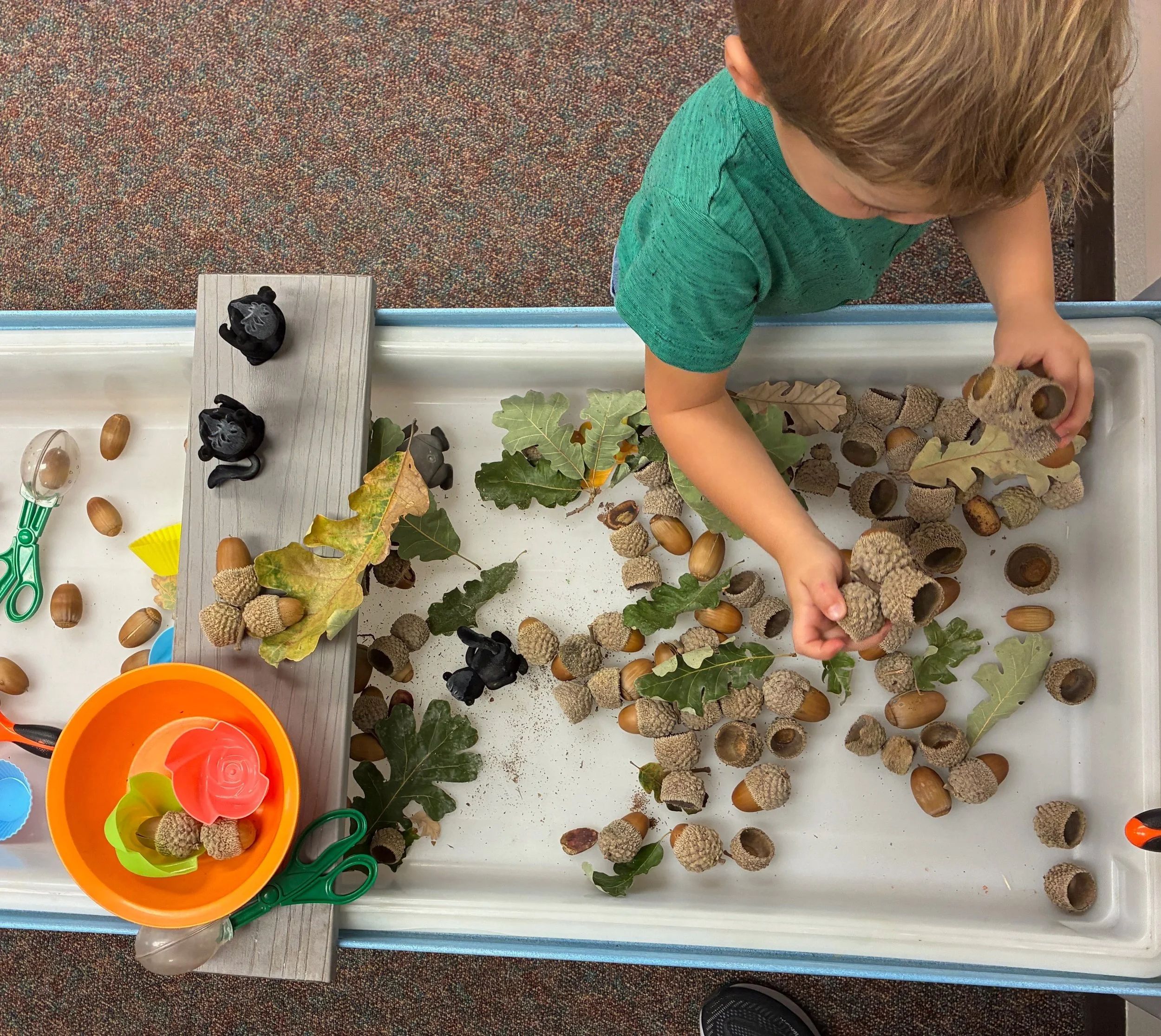Fall sensory bin with oak leaves and acorns #ucnskids