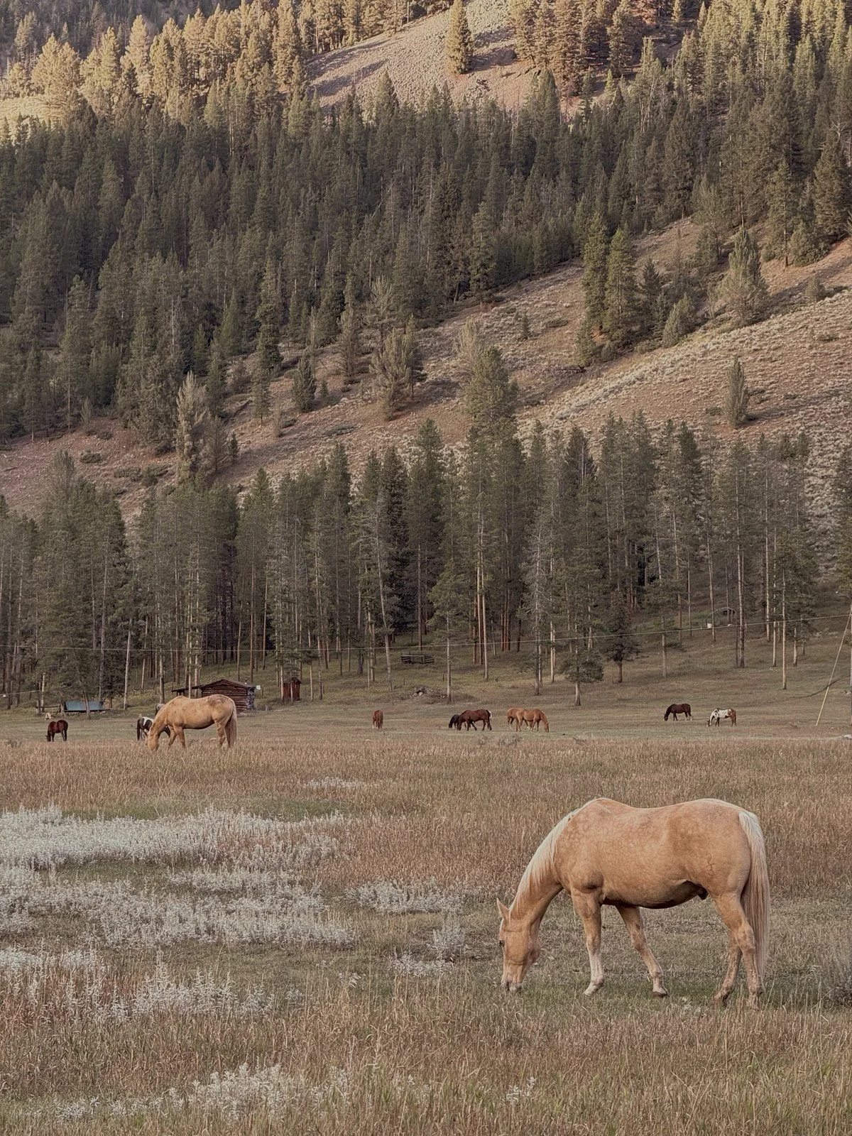 Summit Stillness - A Women’s Wellness Retreat