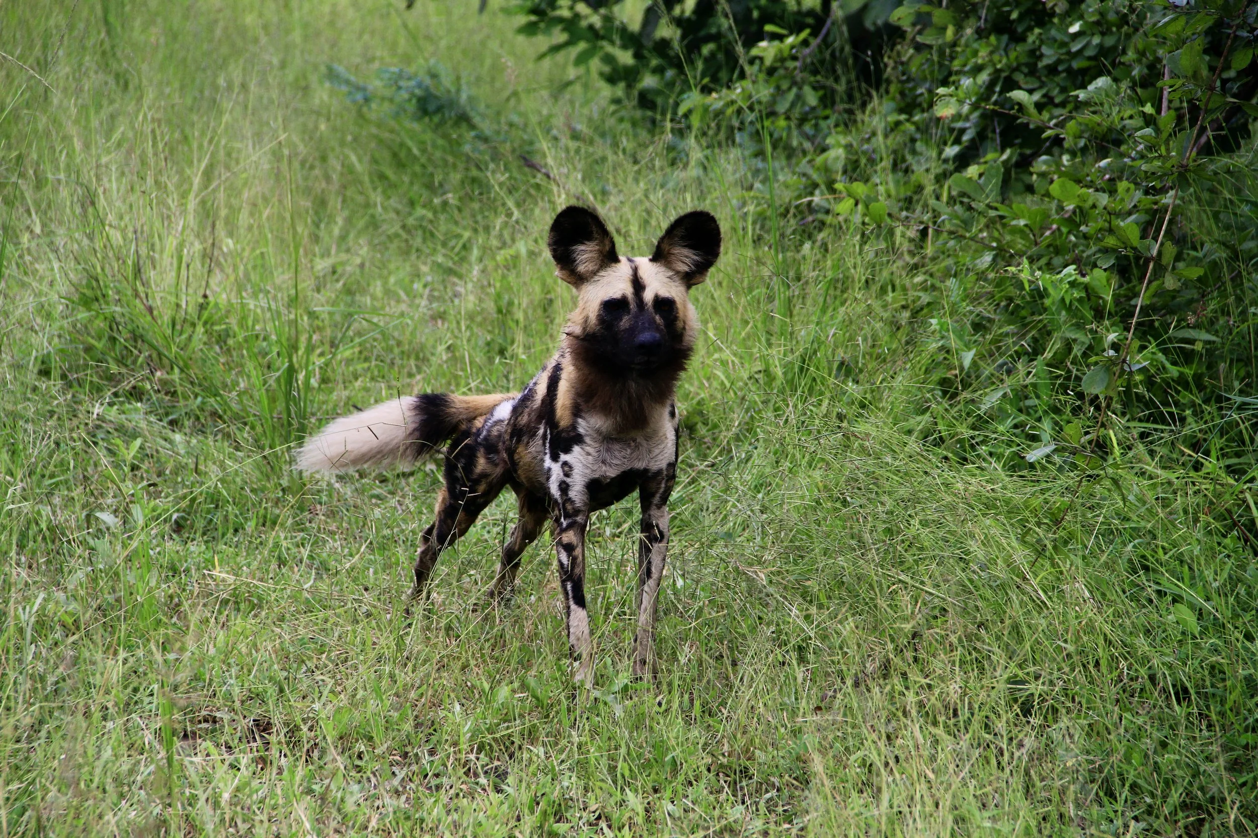 A creature with the body of a hyena and the face of a dog standing in tall grass in a green environment.