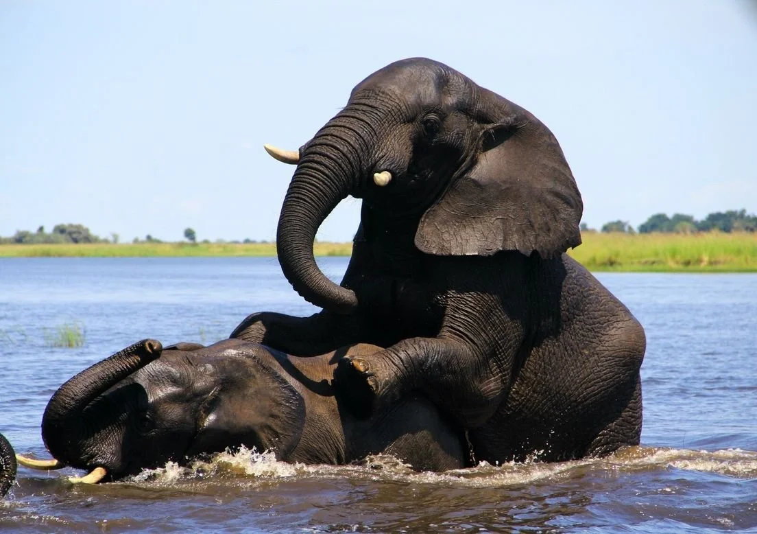 Two elephants bathing and playing in a river.