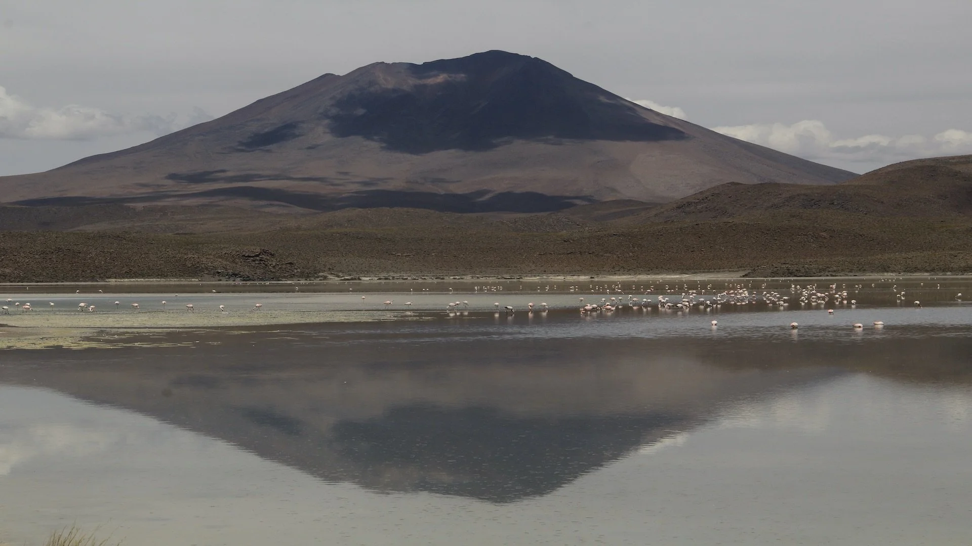 A mountain with dark slopes reflected in a lake, with flamingos wading in the water.