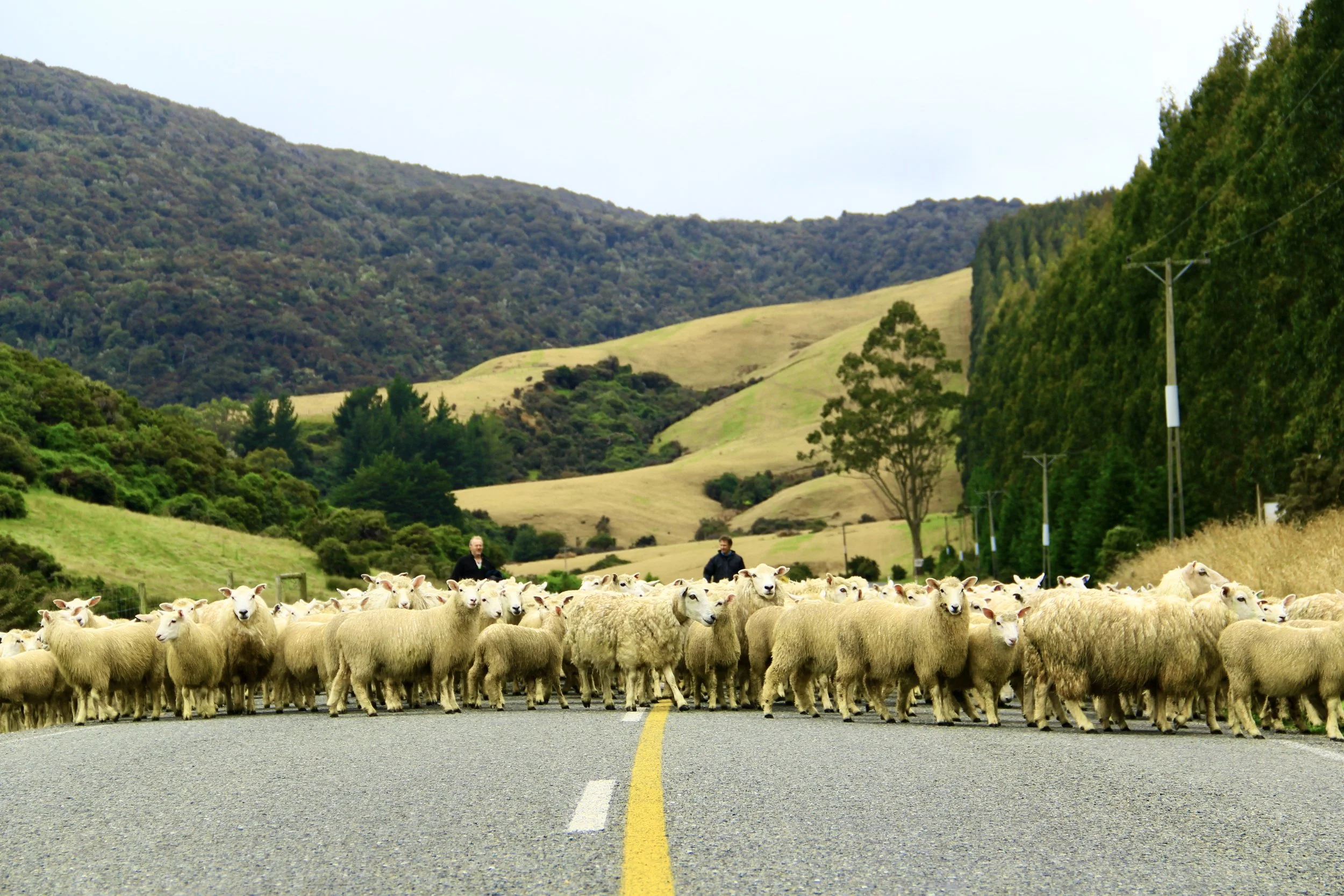 Group of sheep crossing a country road with shepherds in the background, surrounded by green rolling hills and trees.