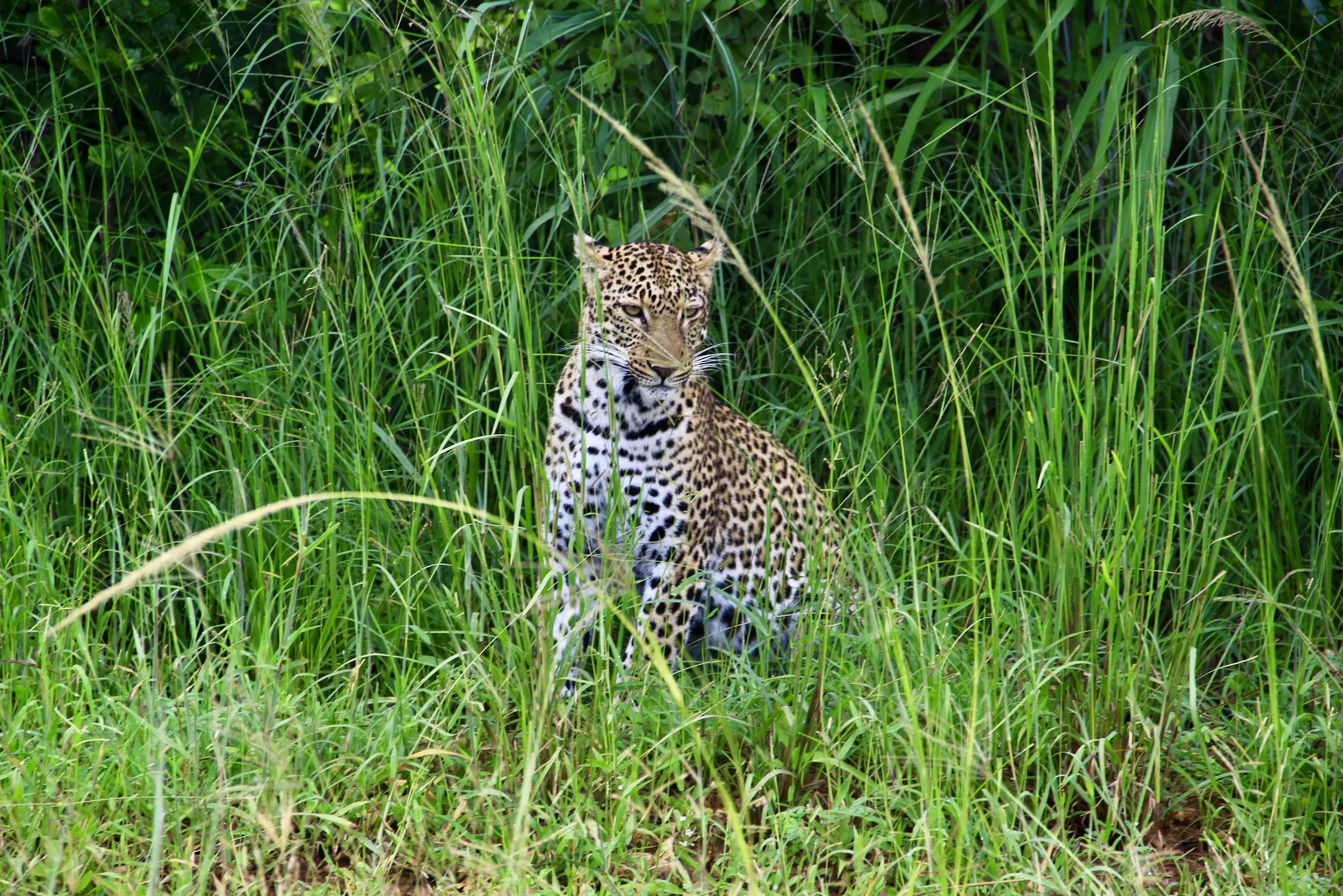A jaguar sitting in tall green grass in a jungle or forest area.