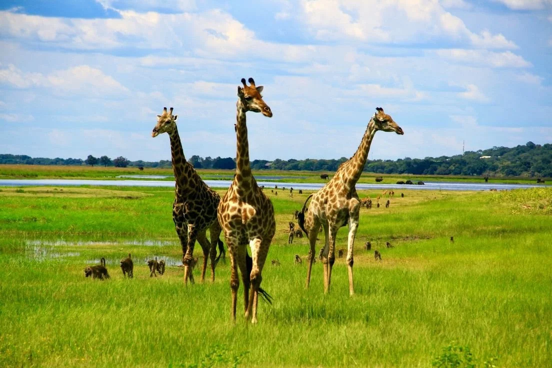 Three giraffes standing in a green grassy area near a water body, with more animals and grasslands in the background under a partly cloudy sky.