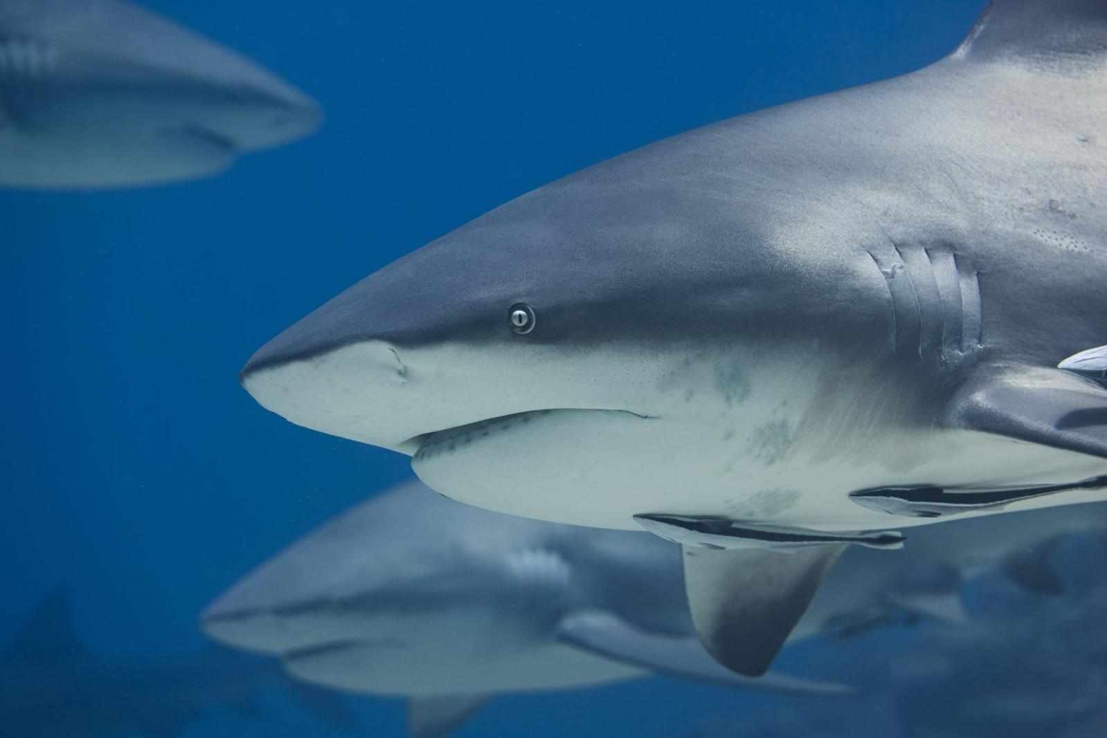 A close-up of a large shark swimming underwater, with other sharks visible in the background.