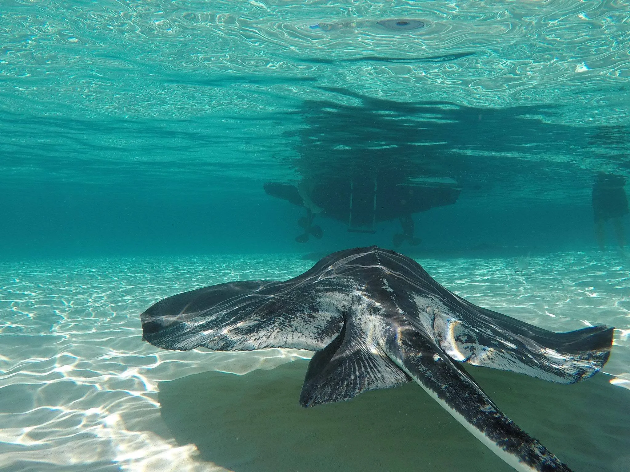 Underwater photo of a stingray swimming in clear ocean water with boat and people visible in the background.