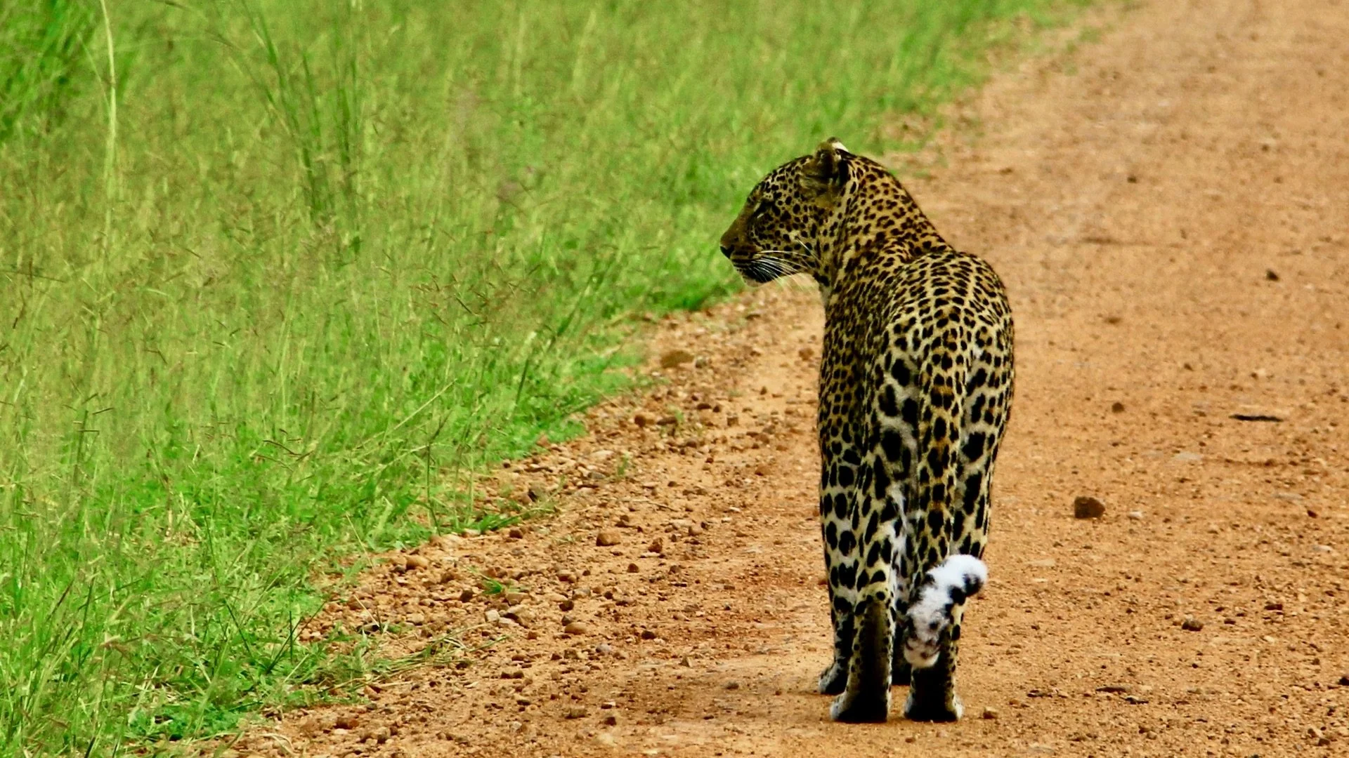 A jaguar walking along a dirt path with green grass on the left side.