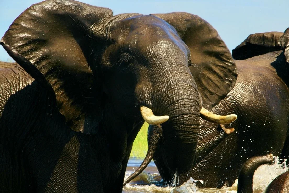 Group of African elephants bathing in water, with a clear blue sky in the background.