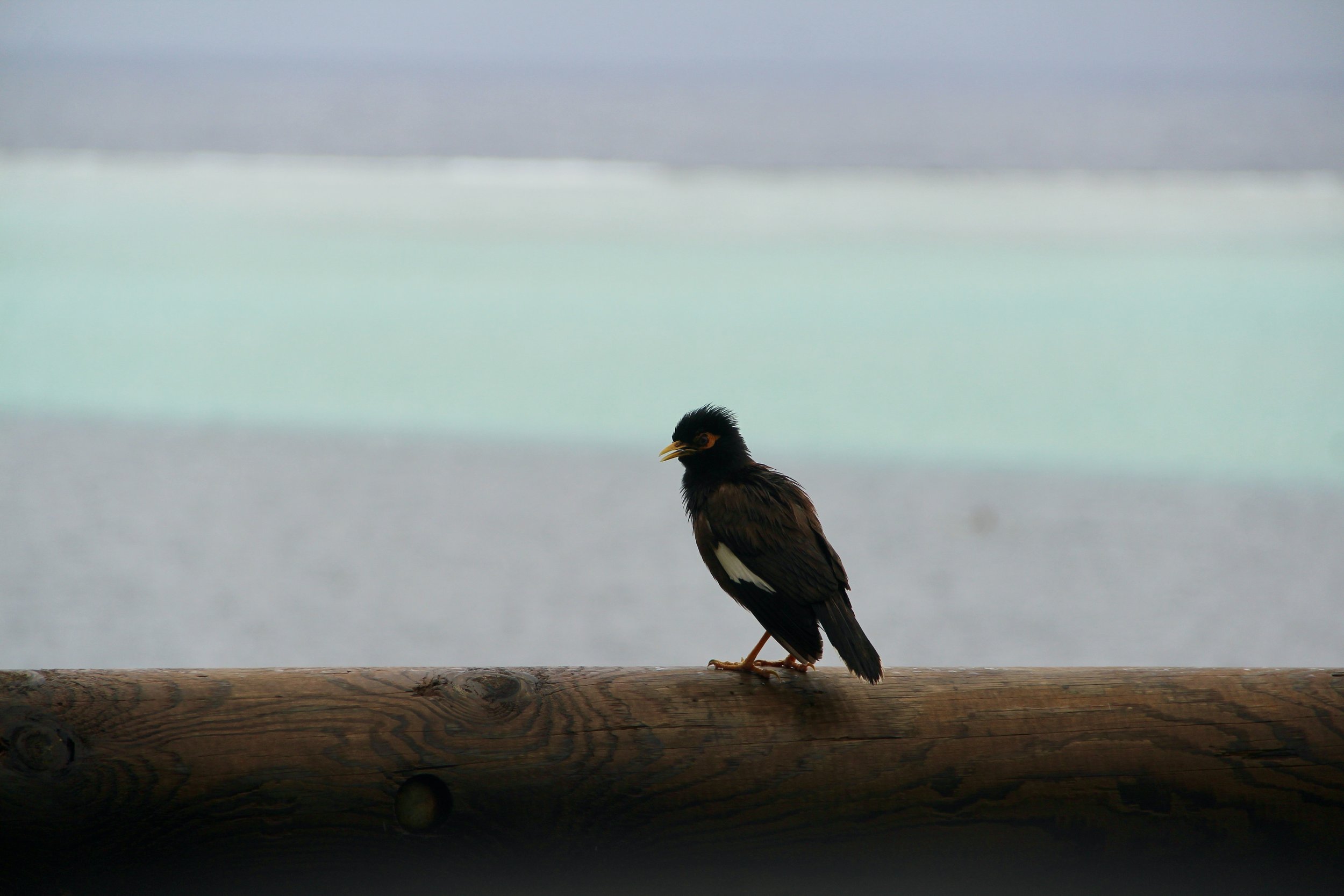 A bird with black and brown feathers and a white patch on its wing, perched on a wooden rail with a blurred lake or ocean in the background.