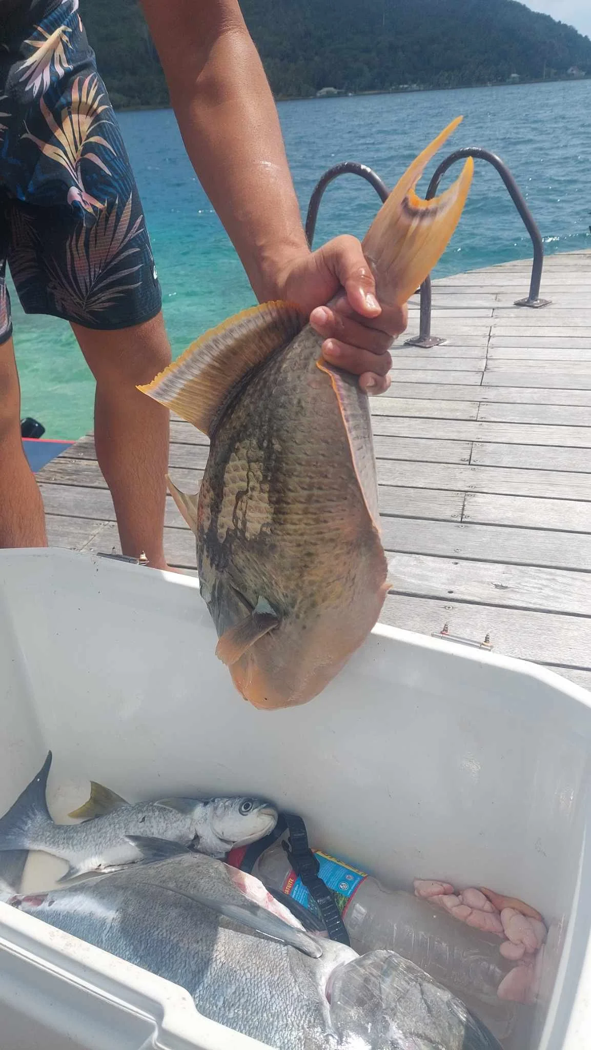 Person holding a large fish over a cooler filled with other fish, seafood, and water bottles on a dock with water and mountains in the background.