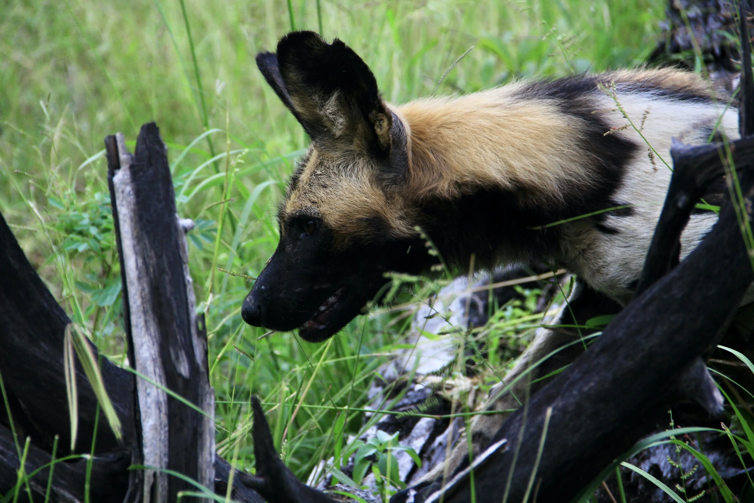 A German Shepherd dog crouching low among green grass and charred logs, sniffing or investigating the area.