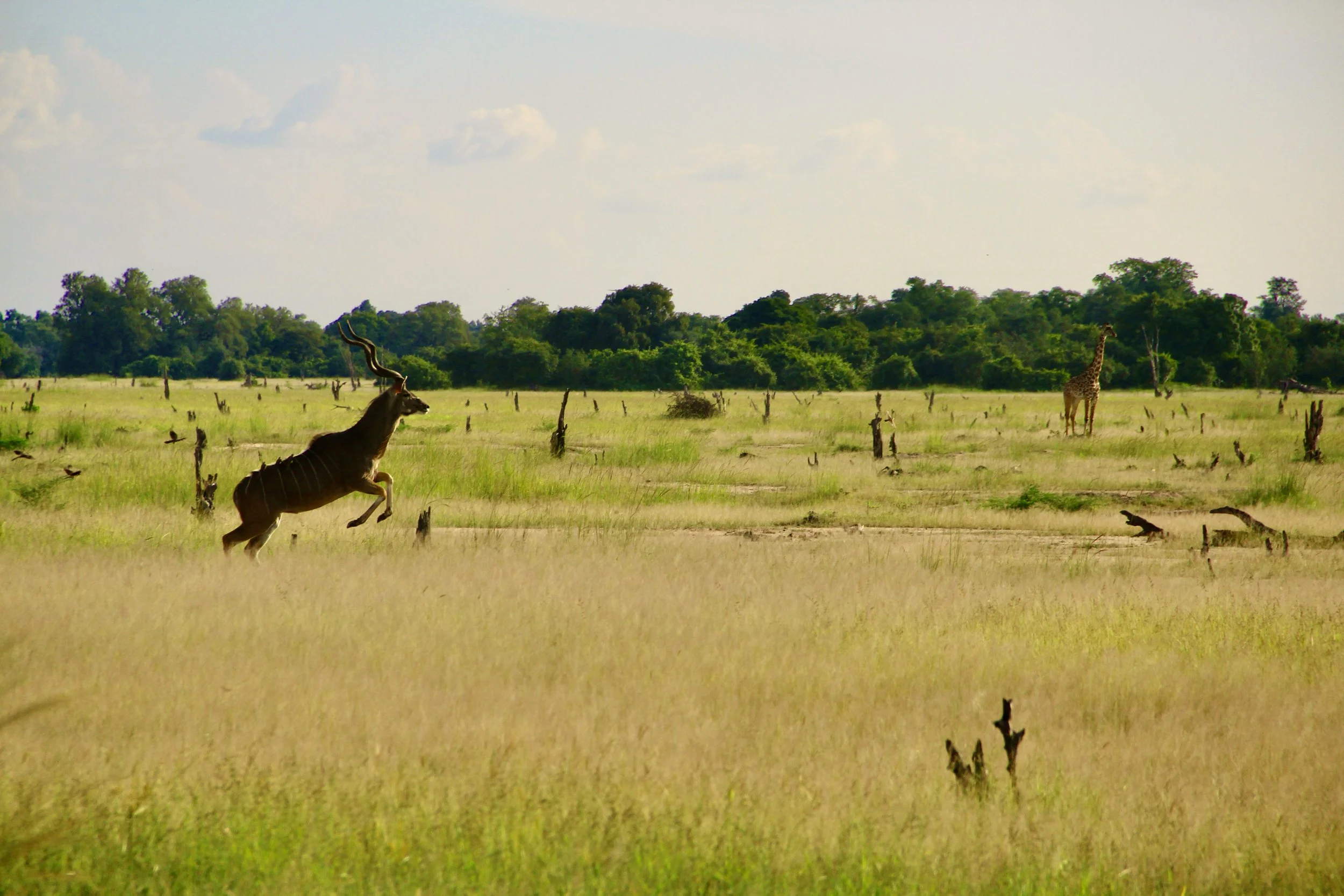 A wildlife scene with a black and white striped antelope leaping in a grassy plain, a giraffe standing in the distance, and trees in the background under a partly cloudy sky.