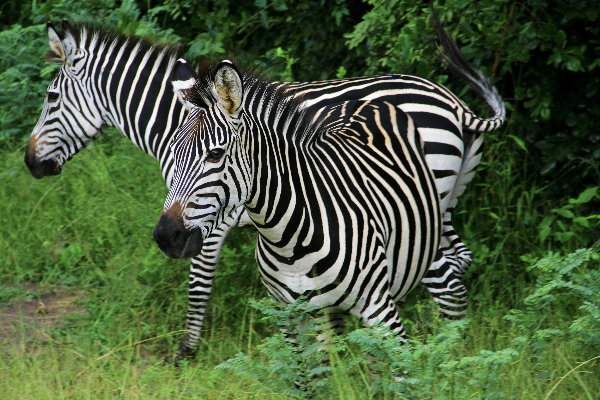 Two zebras grazing in a lush green field.